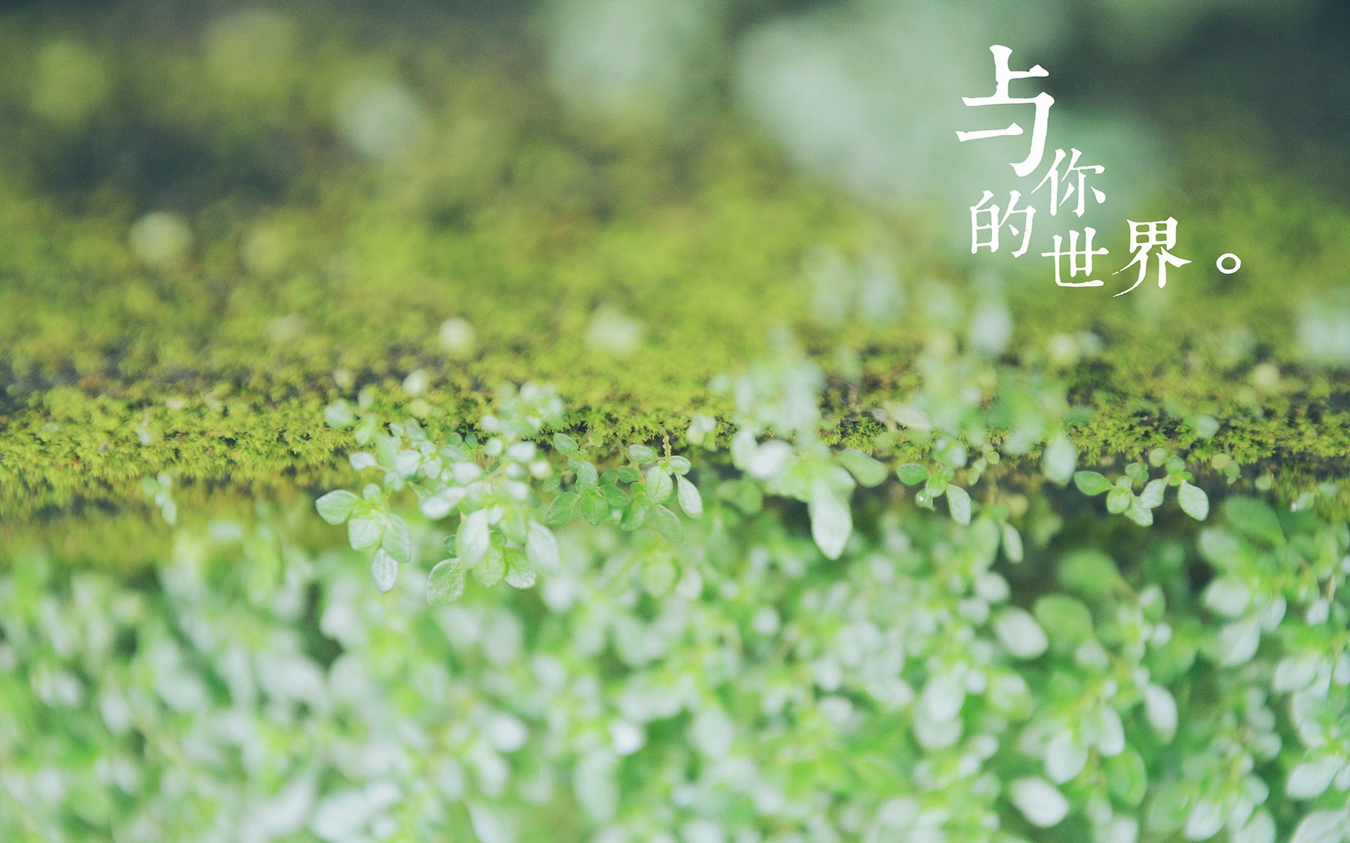 绿色养眼 摄影