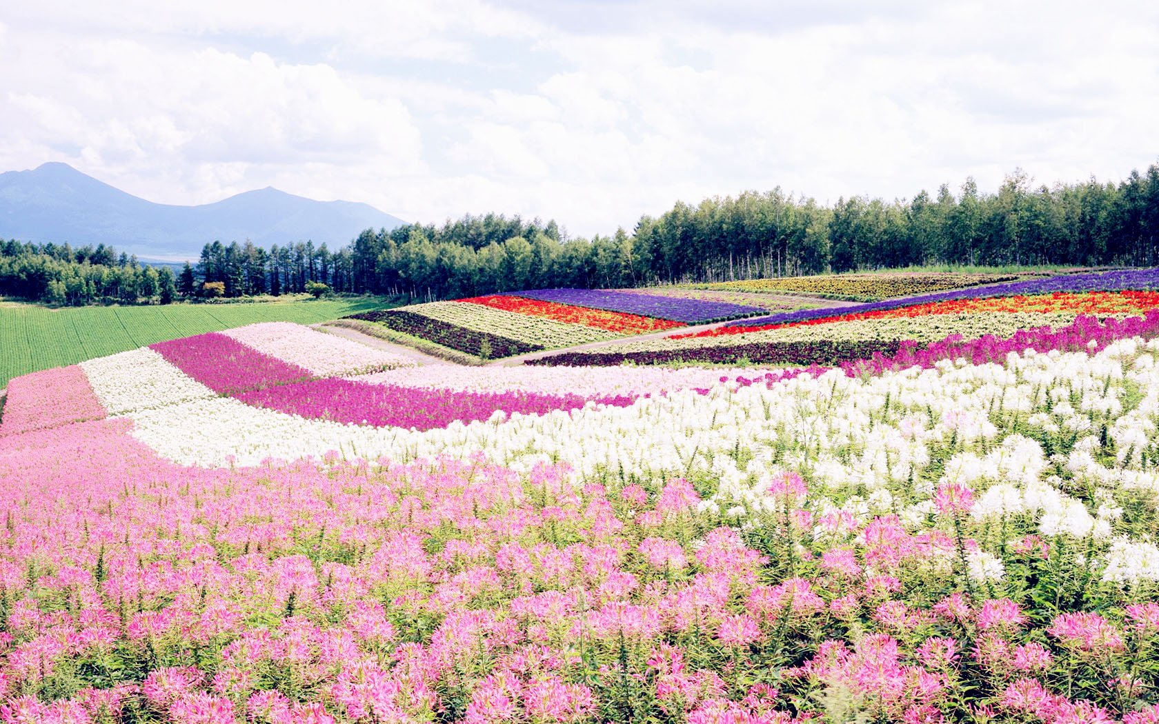 风景 自然风光 大自然 唯美 日本 北海道 日系 旅游胜地