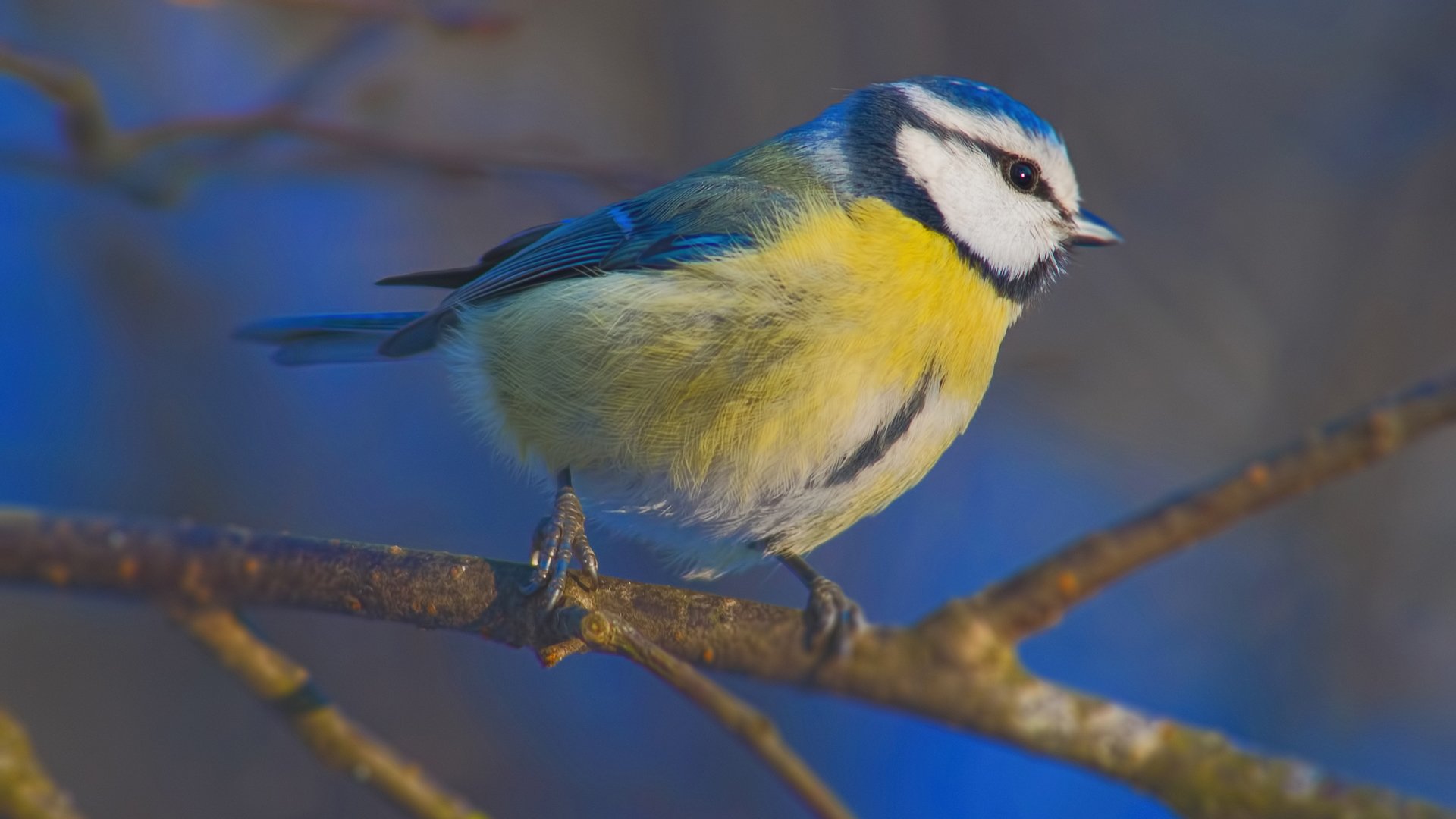 动物 野生动物 鸟
