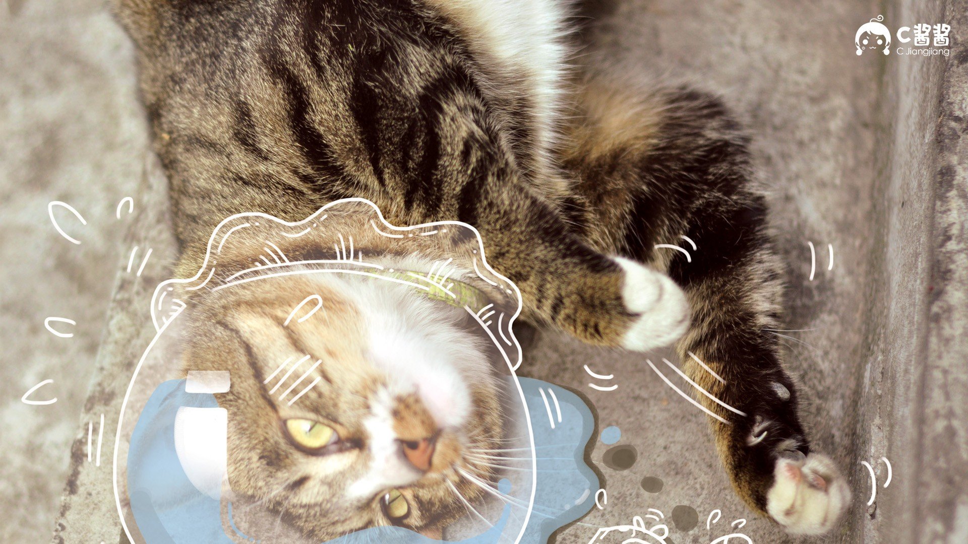 萌宠 猫 喵星人 C酱酱