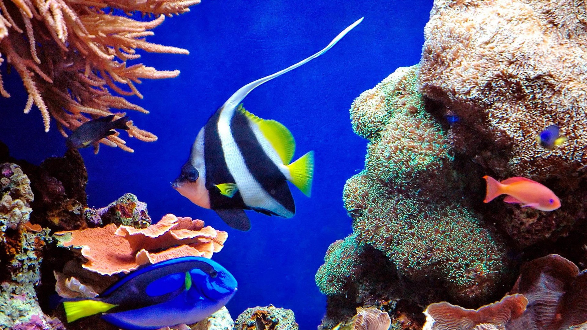 动物 海底世界 海洋生物