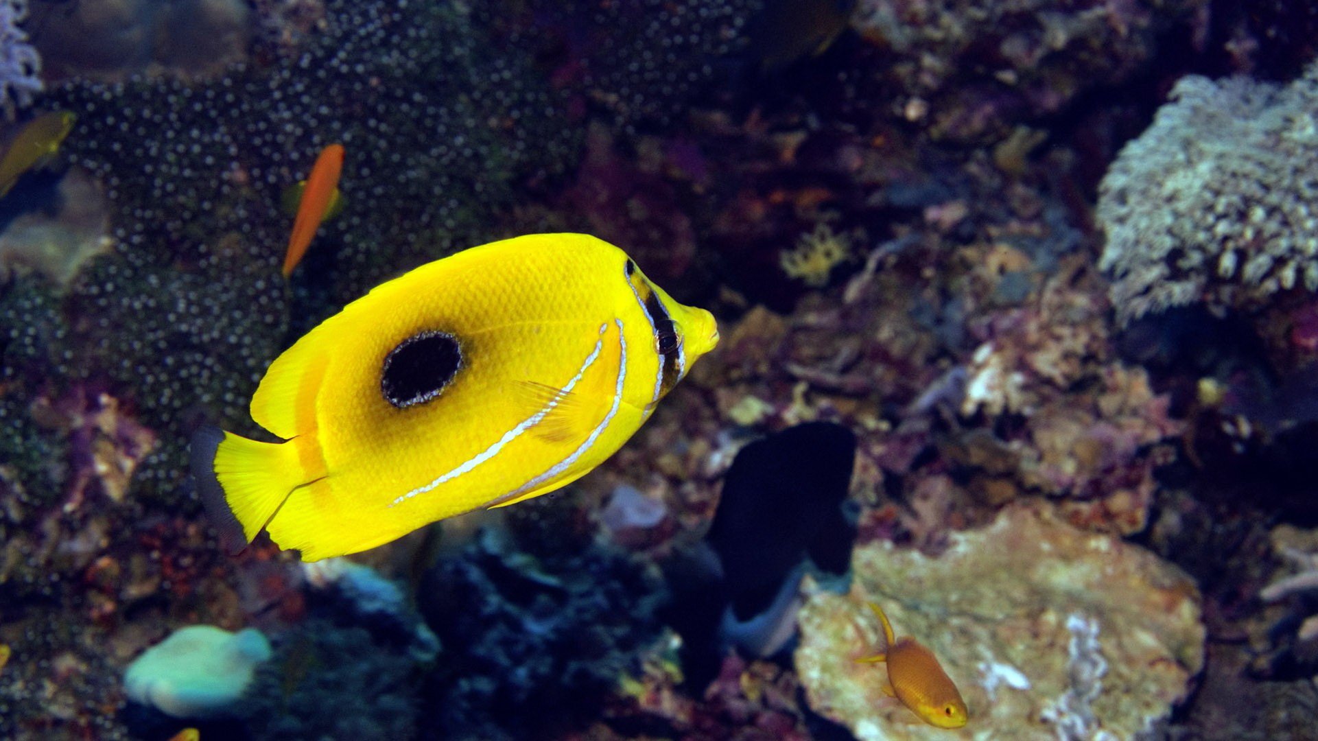 动物 海底世界 海洋生物