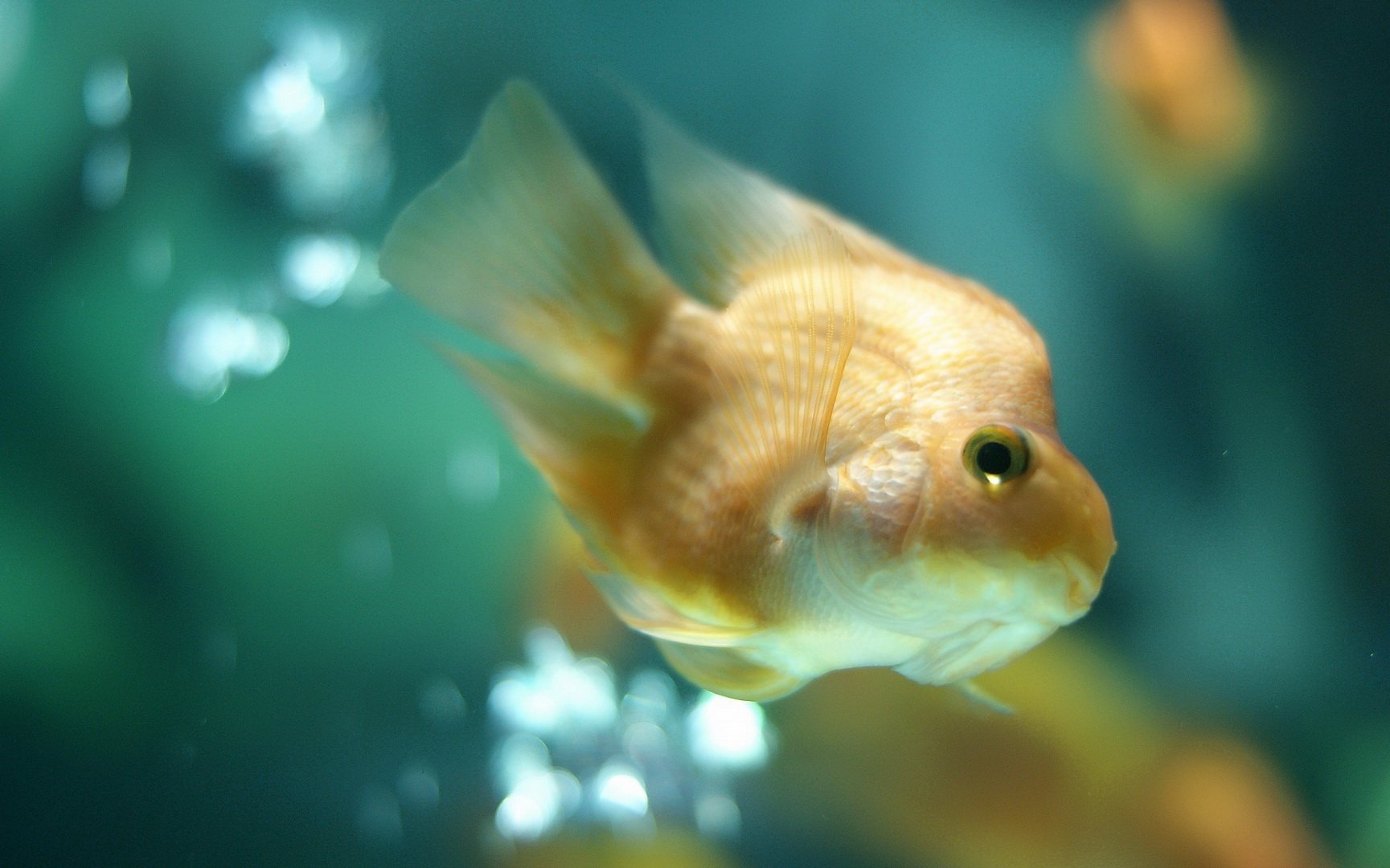 动物 海底世界 海洋生物