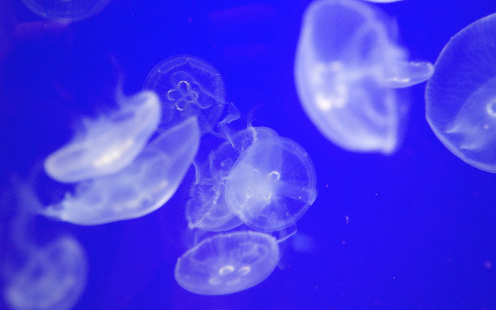 动物 海底世界 海洋生物