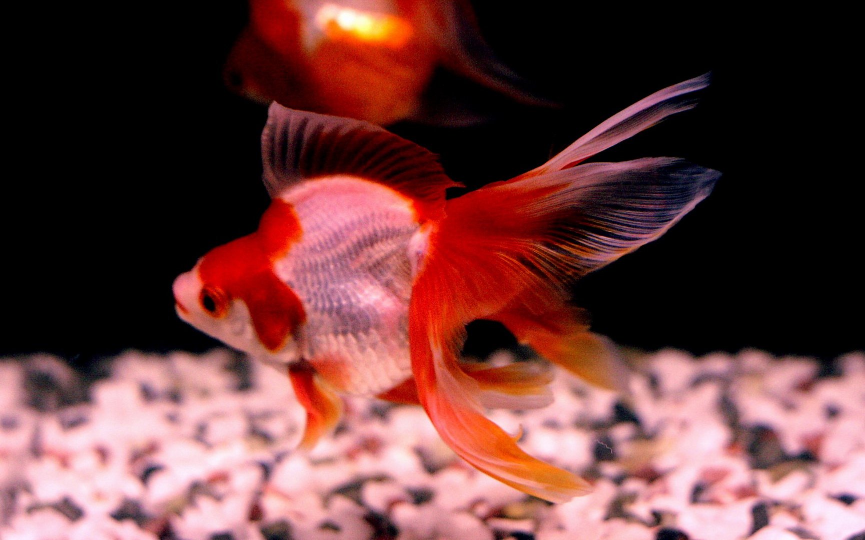 动物 海底世界 海洋生物