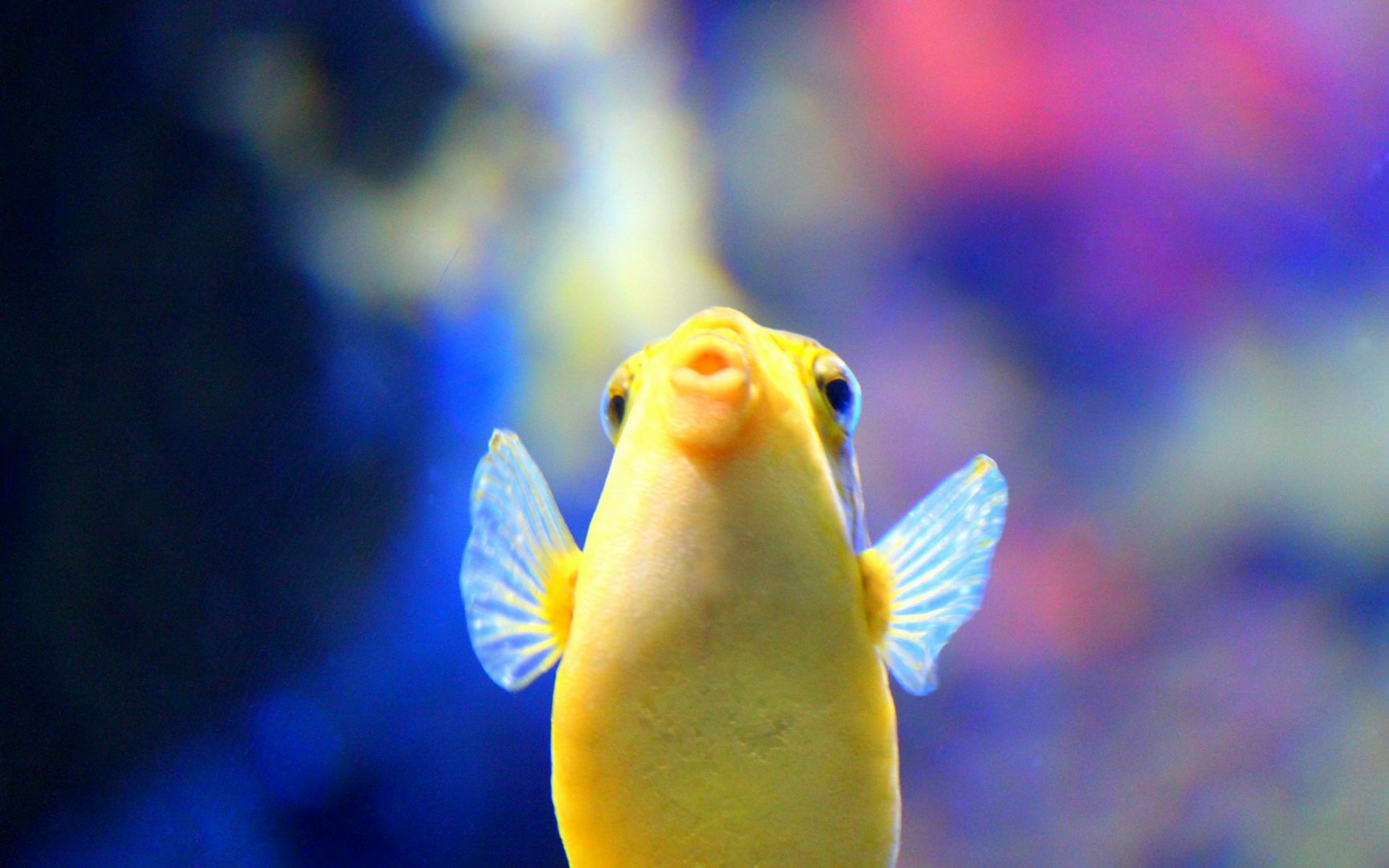 动物 海底世界 海洋生物