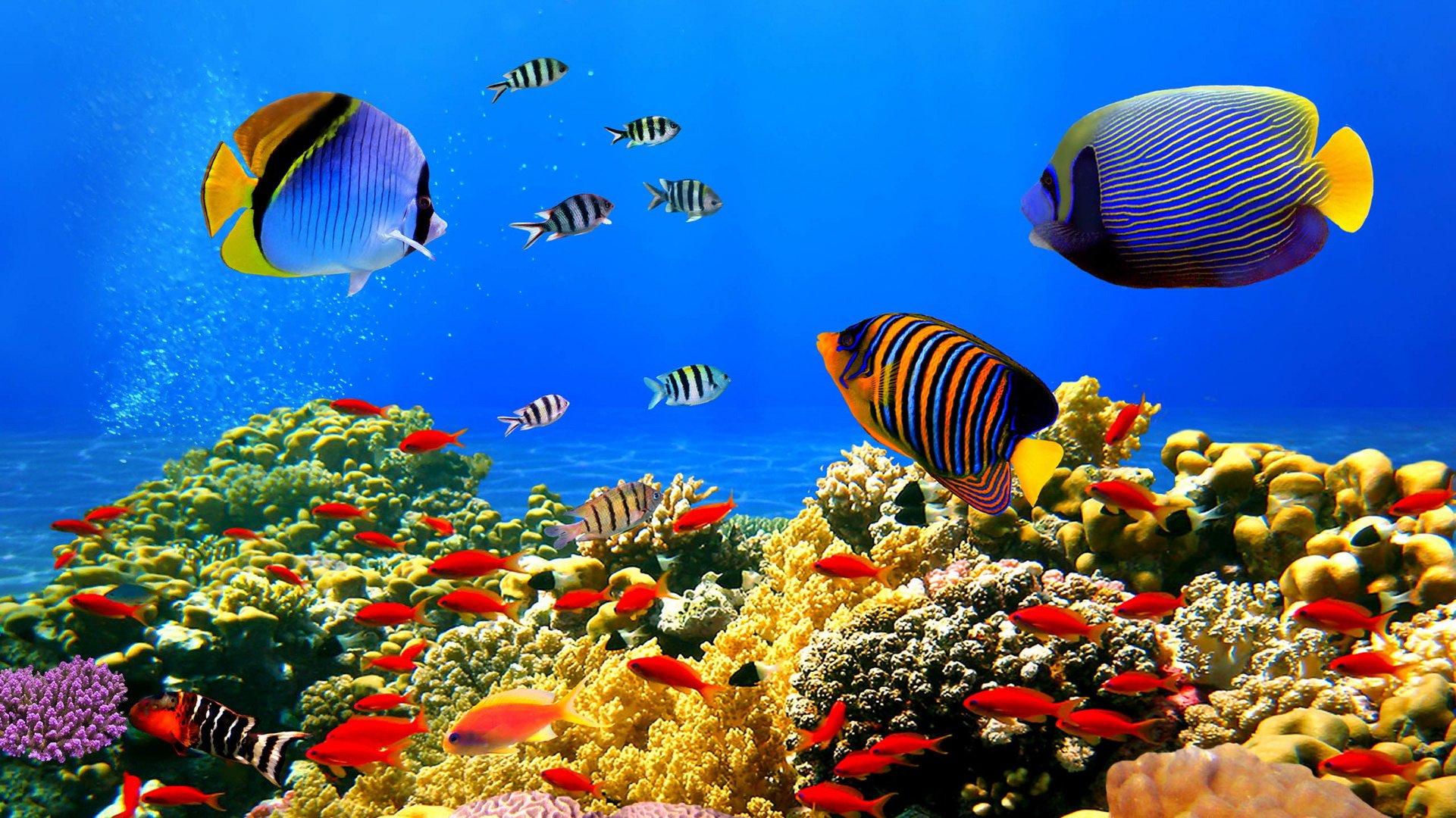 动物 海底世界 海洋生物