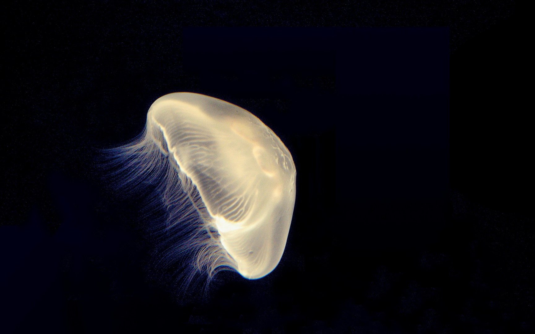 动物 海底世界 海洋生物