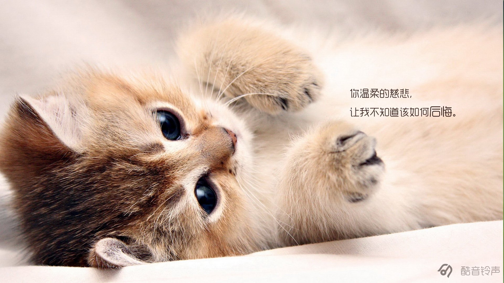 喵星人 萌宠 宠物 猫