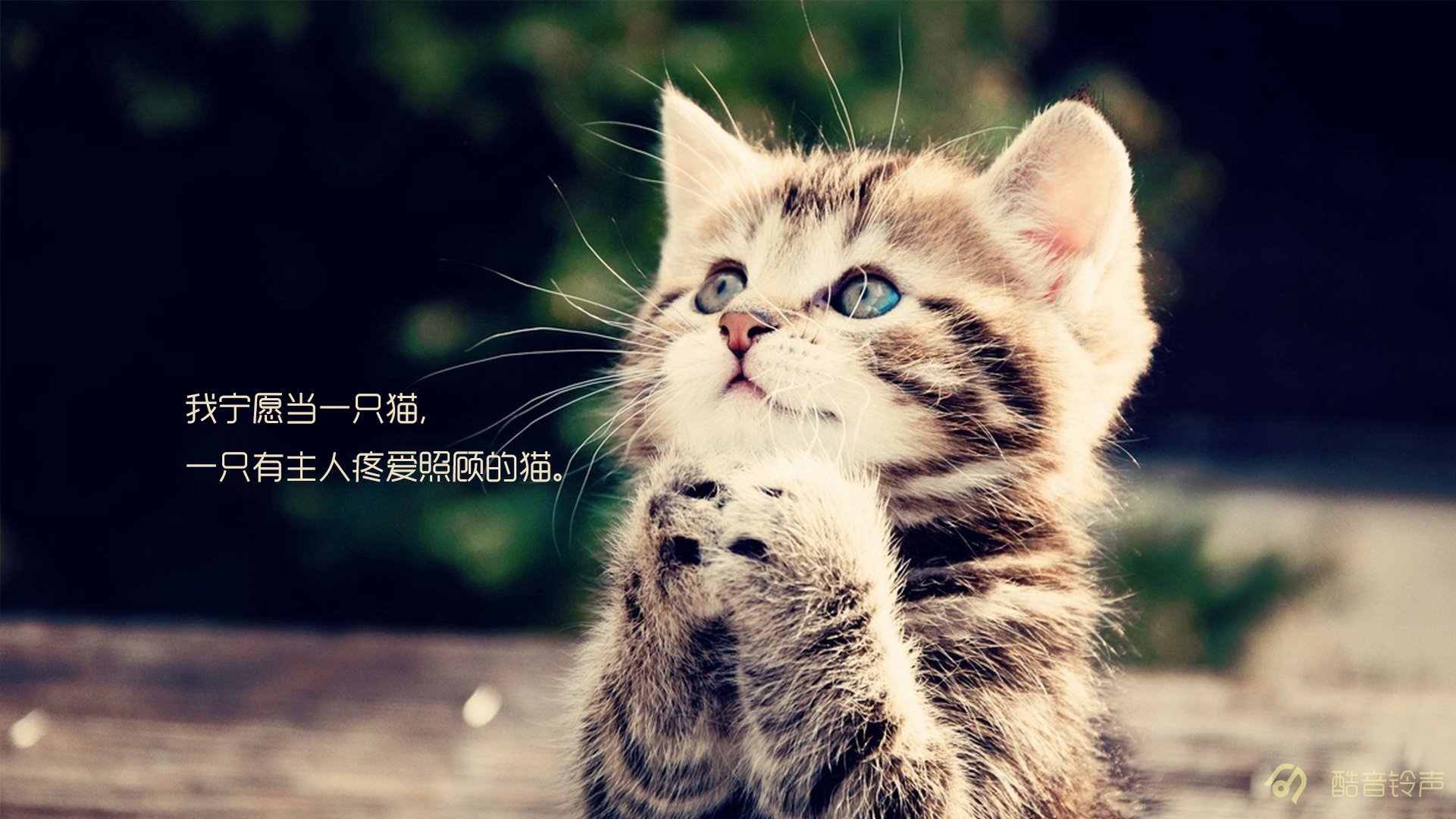 喵星人 萌宠 宠物 猫