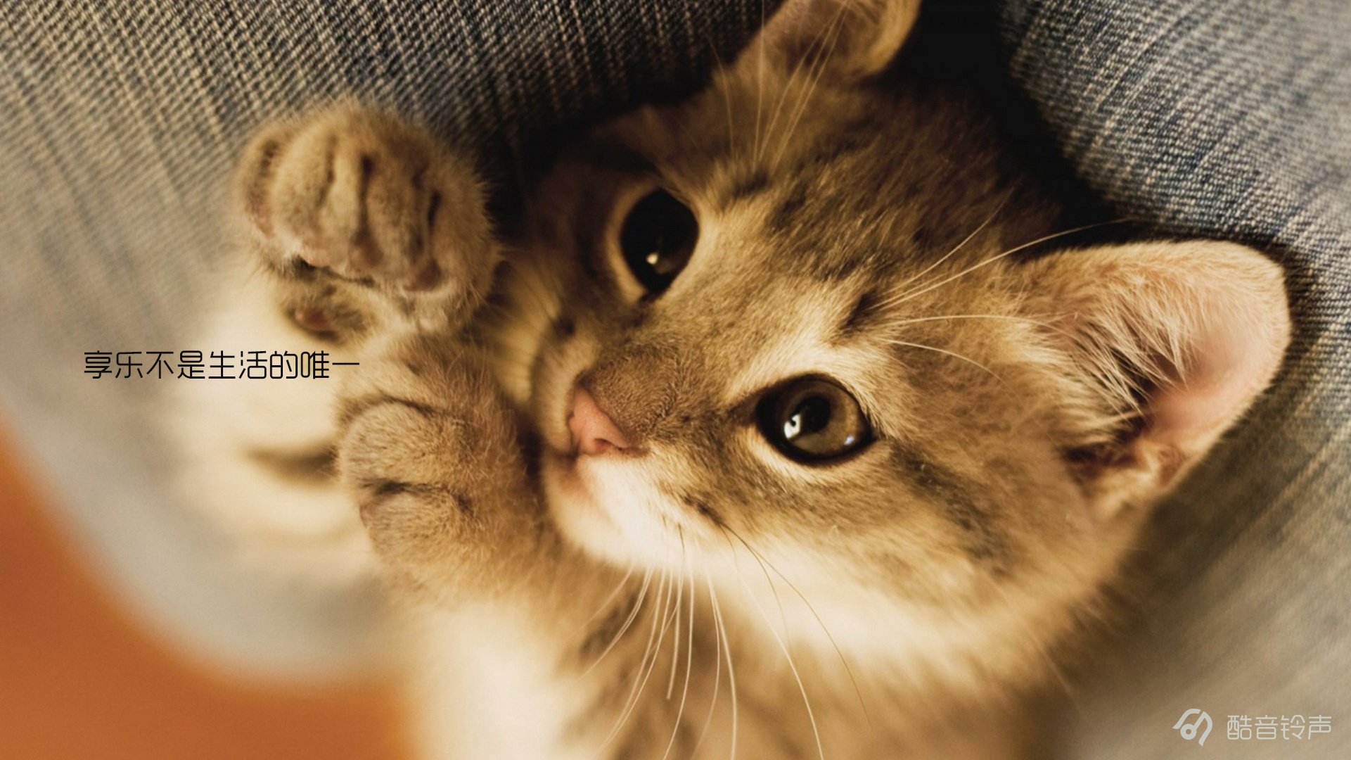 喵星人 萌宠 宠物 猫