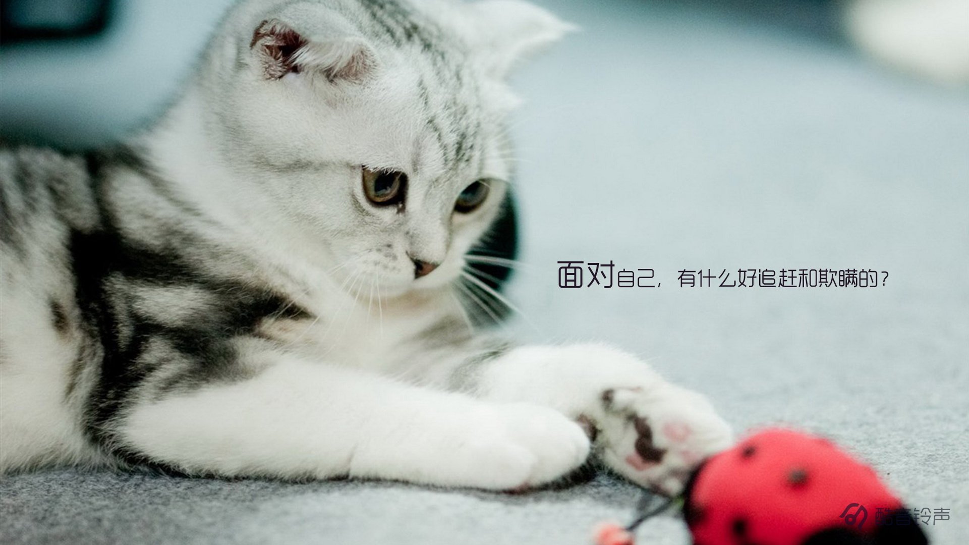 喵星人 萌宠 宠物 猫