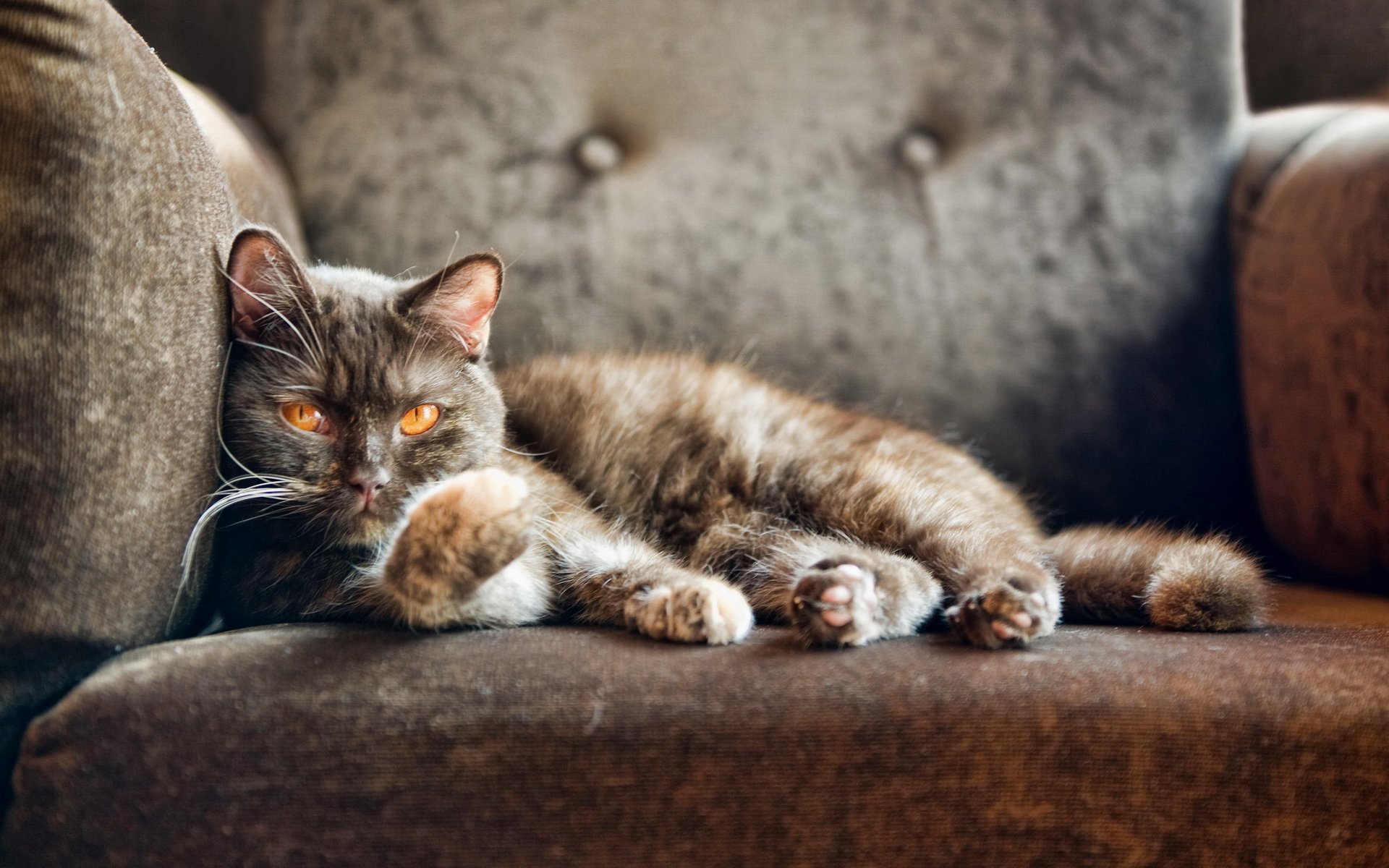 喵星人 萌宠 宠物 猫