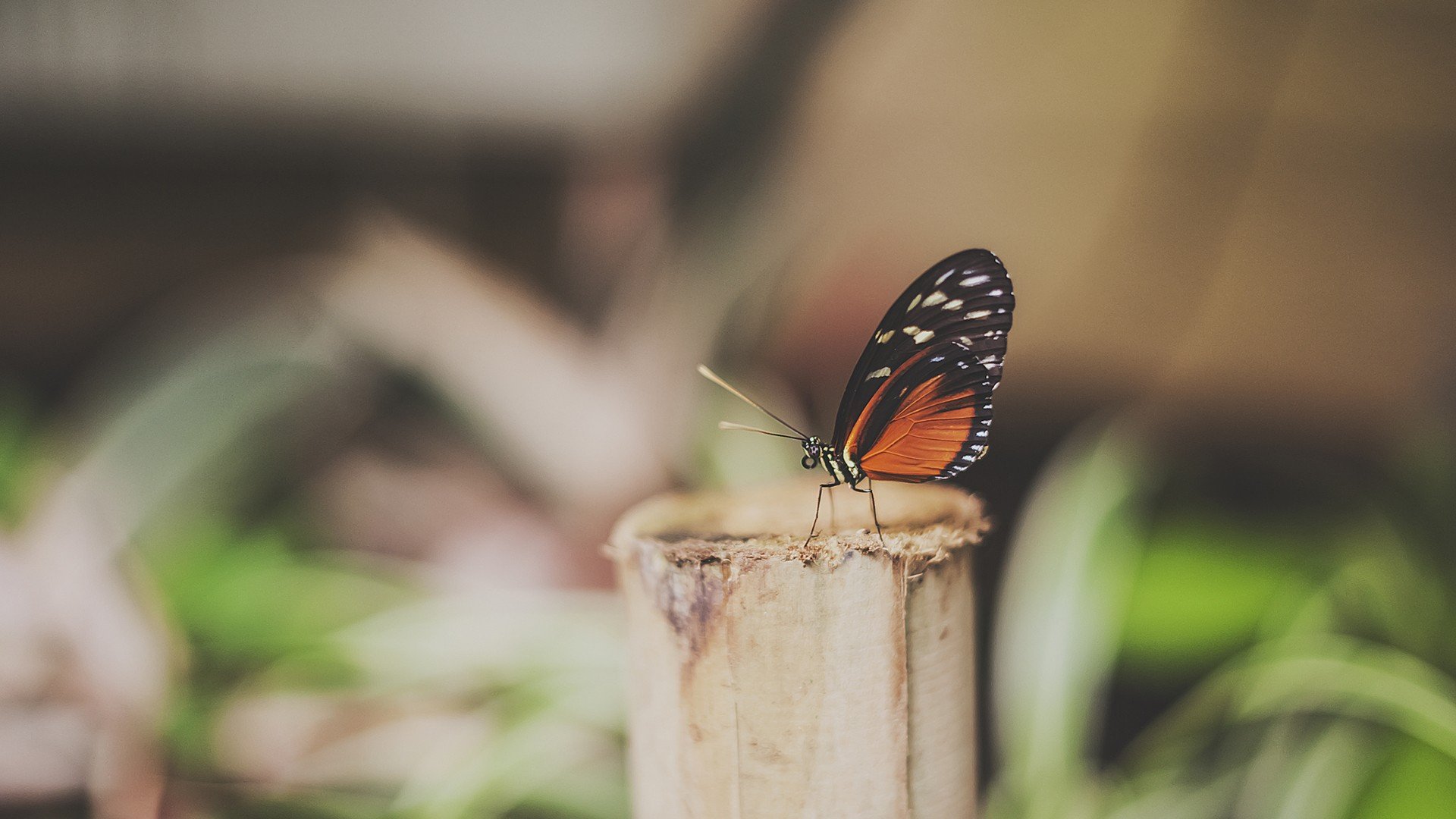 小清新 温暖 干净 安静 唯美 静物 物语 时光