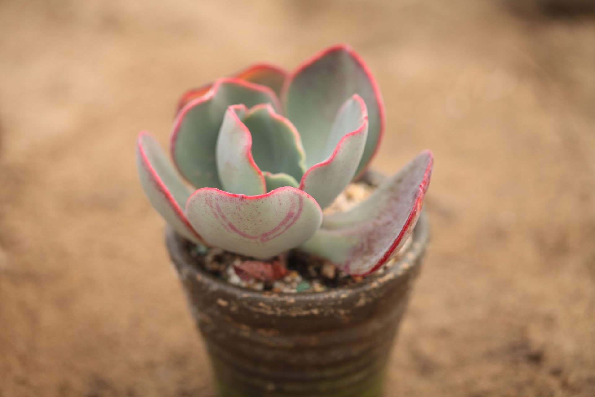 小清新 温暖 干净 安静 唯美 静物 物语 时光 多肉 植物 可爱