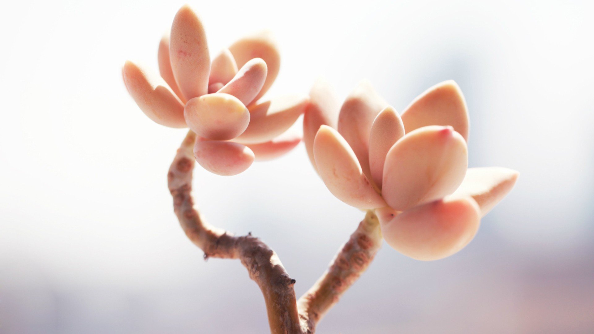 小清新 温暖 干净 安静 唯美 静物 物语 时光 多肉 植物 可爱