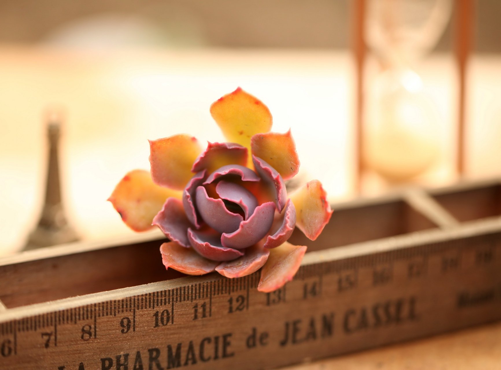 小清新 温暖 干净 安静 唯美 静物 物语 时光 多肉 植物 可爱