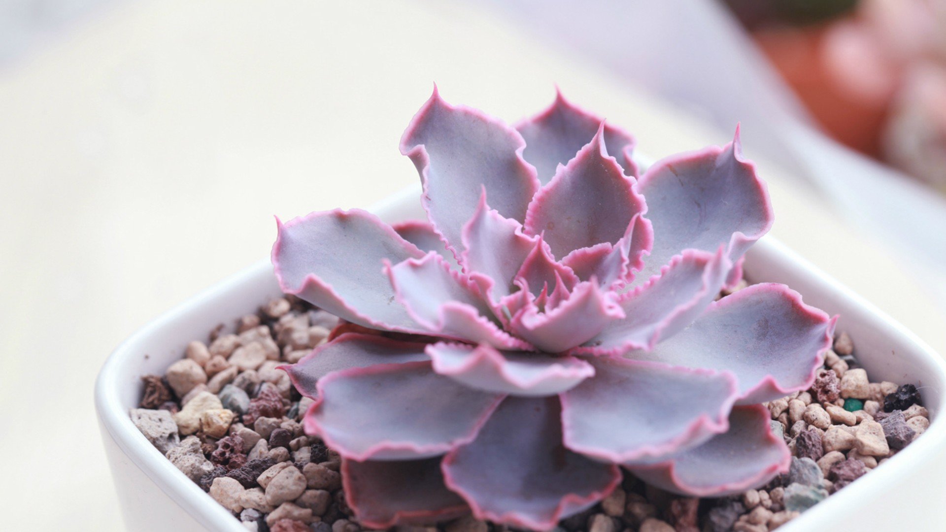 小清新 温暖 干净 安静 唯美 静物 物语 时光 多肉 植物 可爱