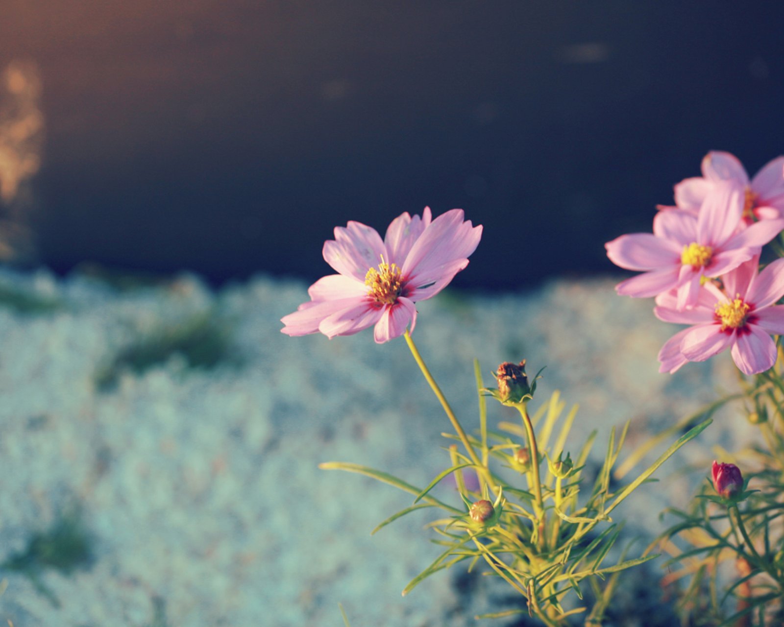 小清新 温暖 干净 安静 唯美 静物 物语 时光 花 清新淡雅 鸟语花香