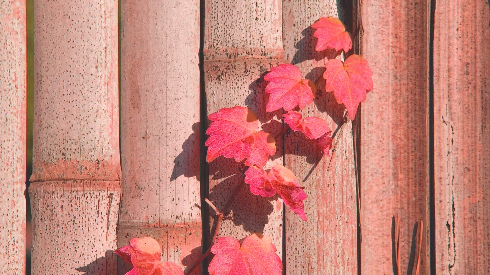 小清新 温暖 干净 安静 唯美 静物 物语 时光 清新淡雅 宁静安详