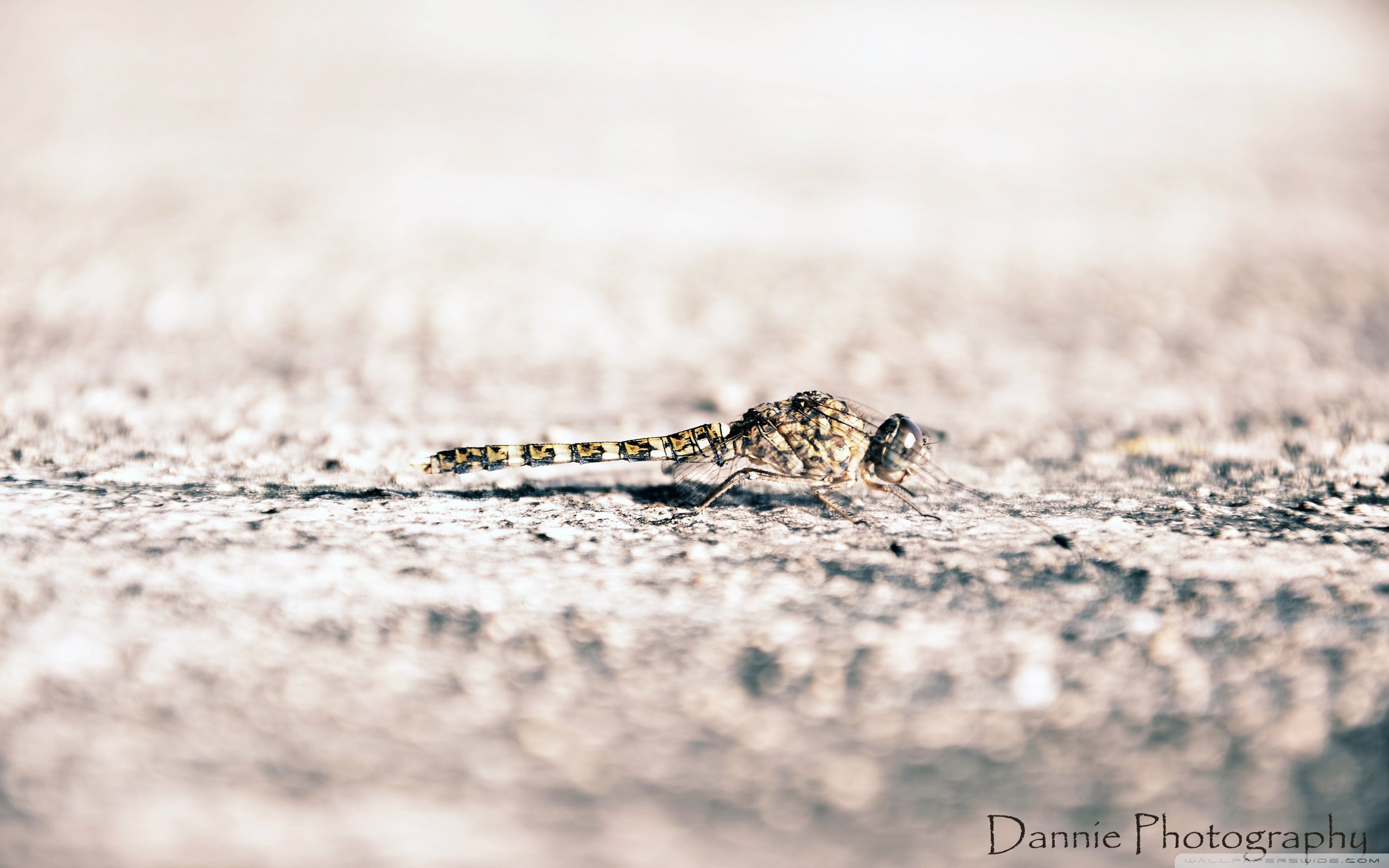 小清新 温暖 干净 安静 唯美 静物 物语 时光 清新淡雅 宁静安详