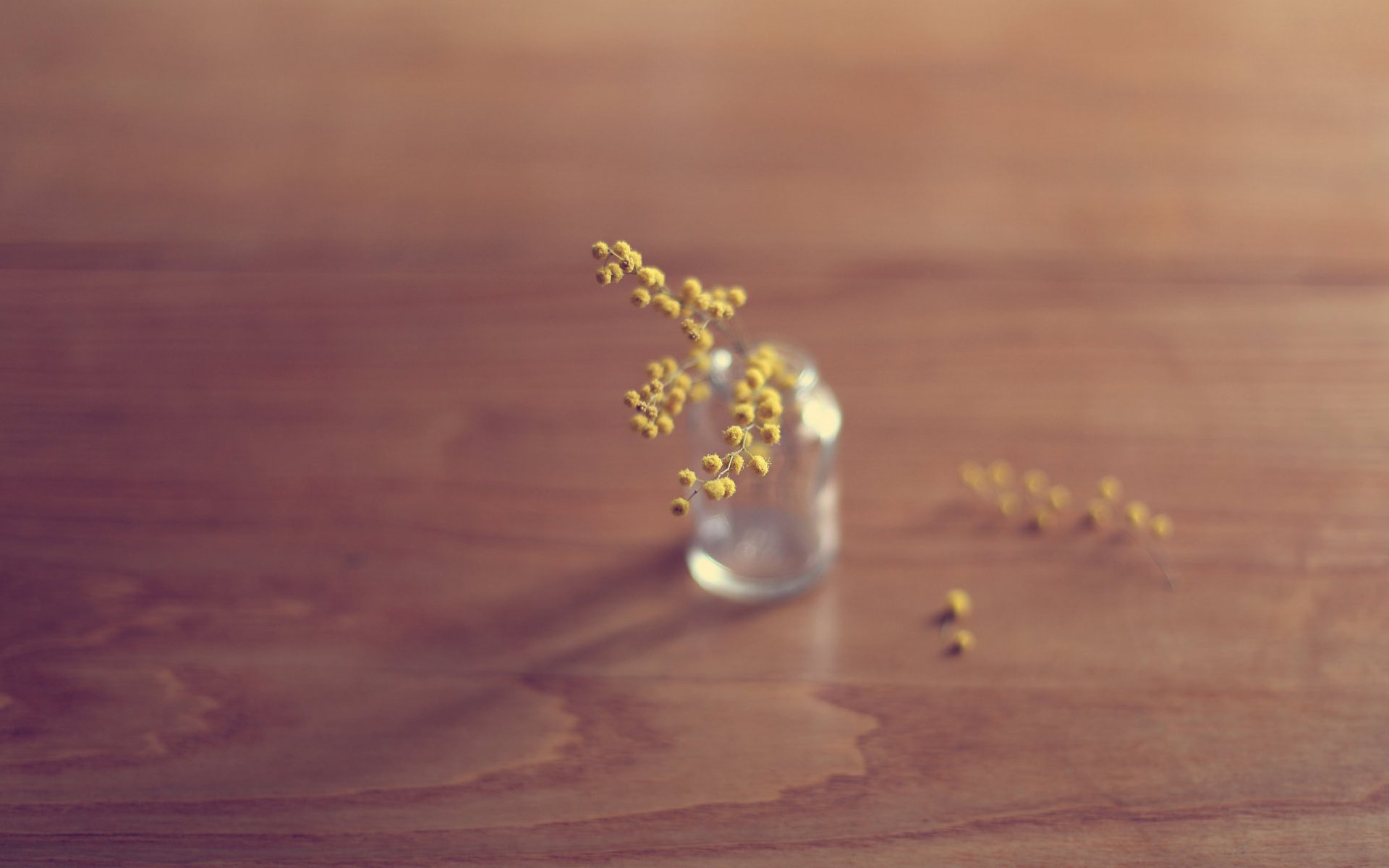 小清新 温暖 干净 安静 唯美 静物 物语 时光 清新淡雅 花朵