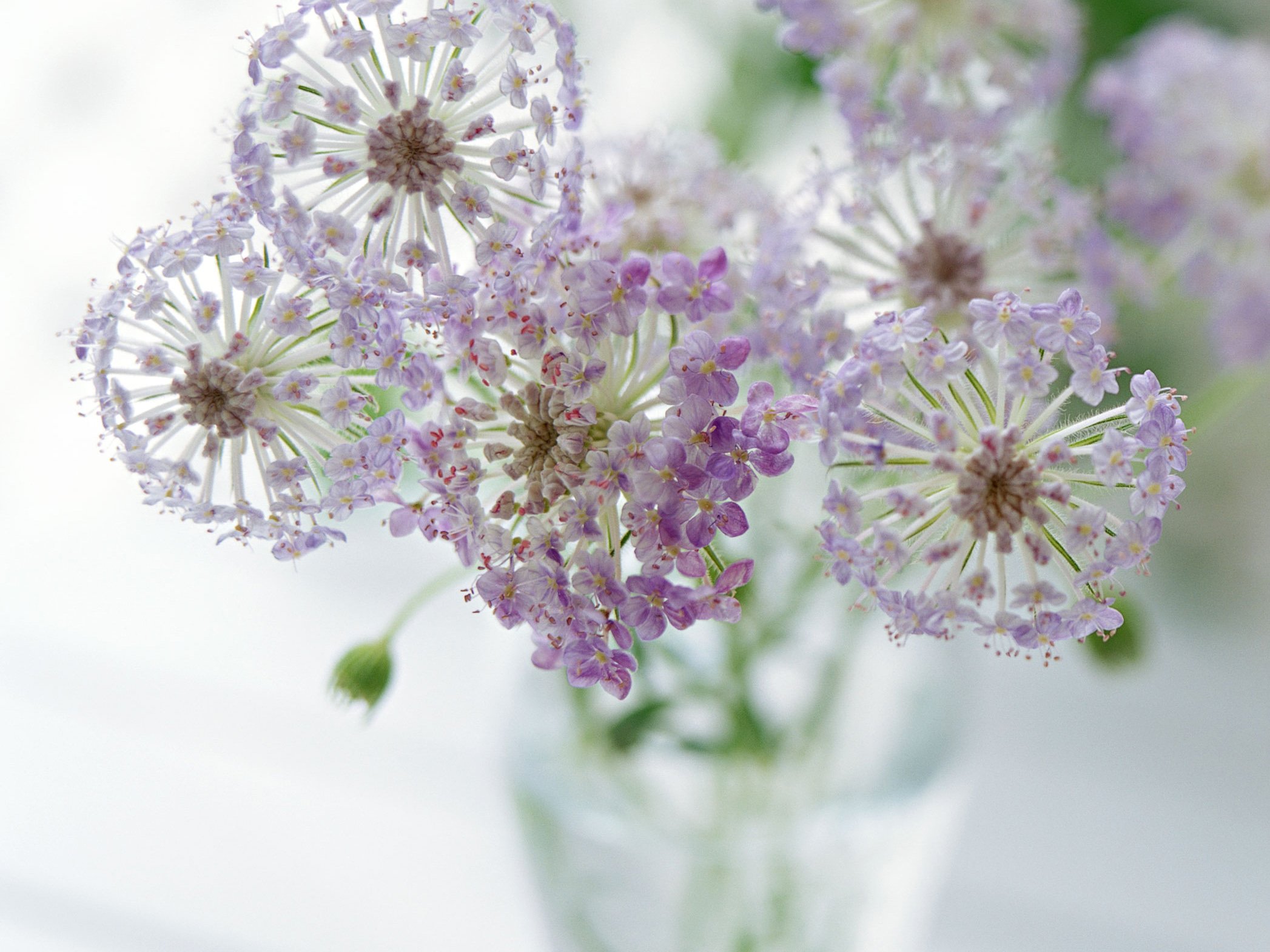 小清新 温暖 干净 安静 唯美 静物 物语 时光 清新淡雅 花朵