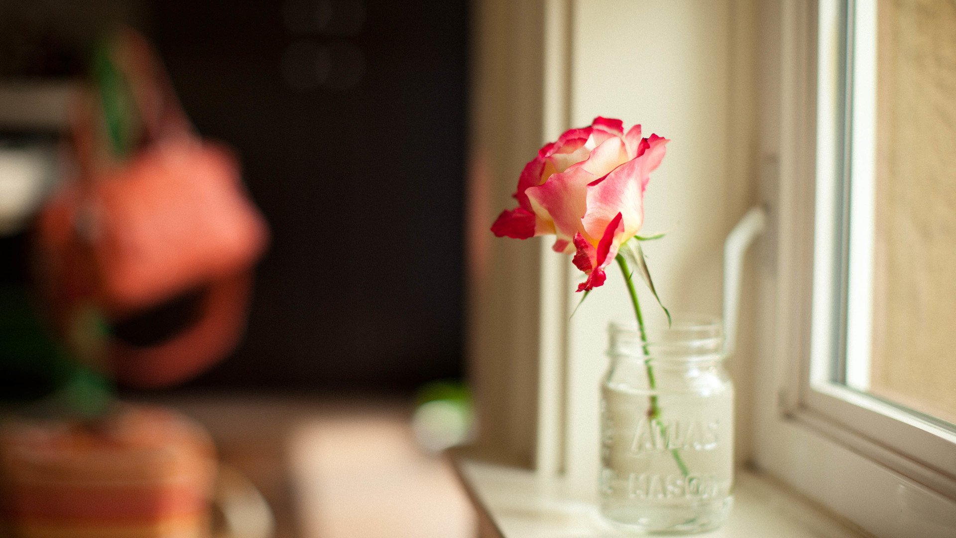 小清新 温暖 干净 安静 唯美 静物 物语 时光 清新淡雅 花朵