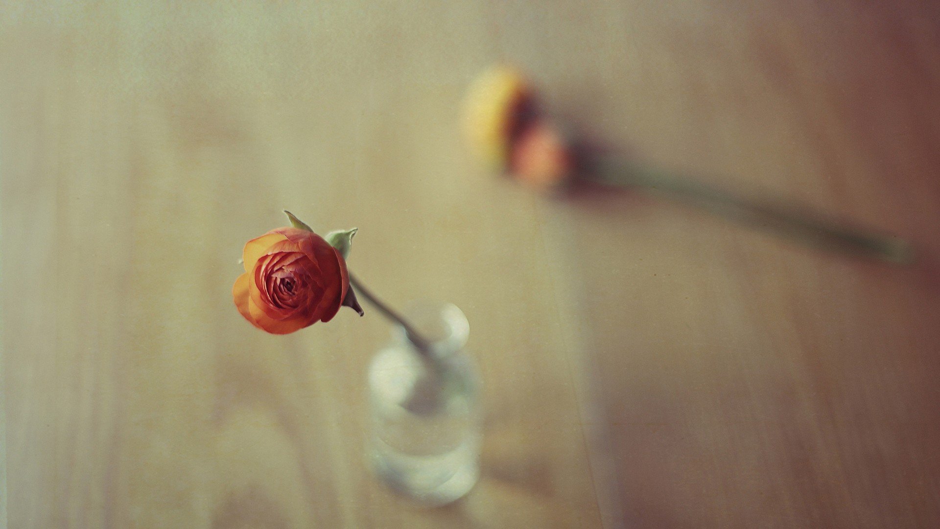 小清新 温暖 干净 安静 唯美 静物 物语 时光 清新淡雅 花朵