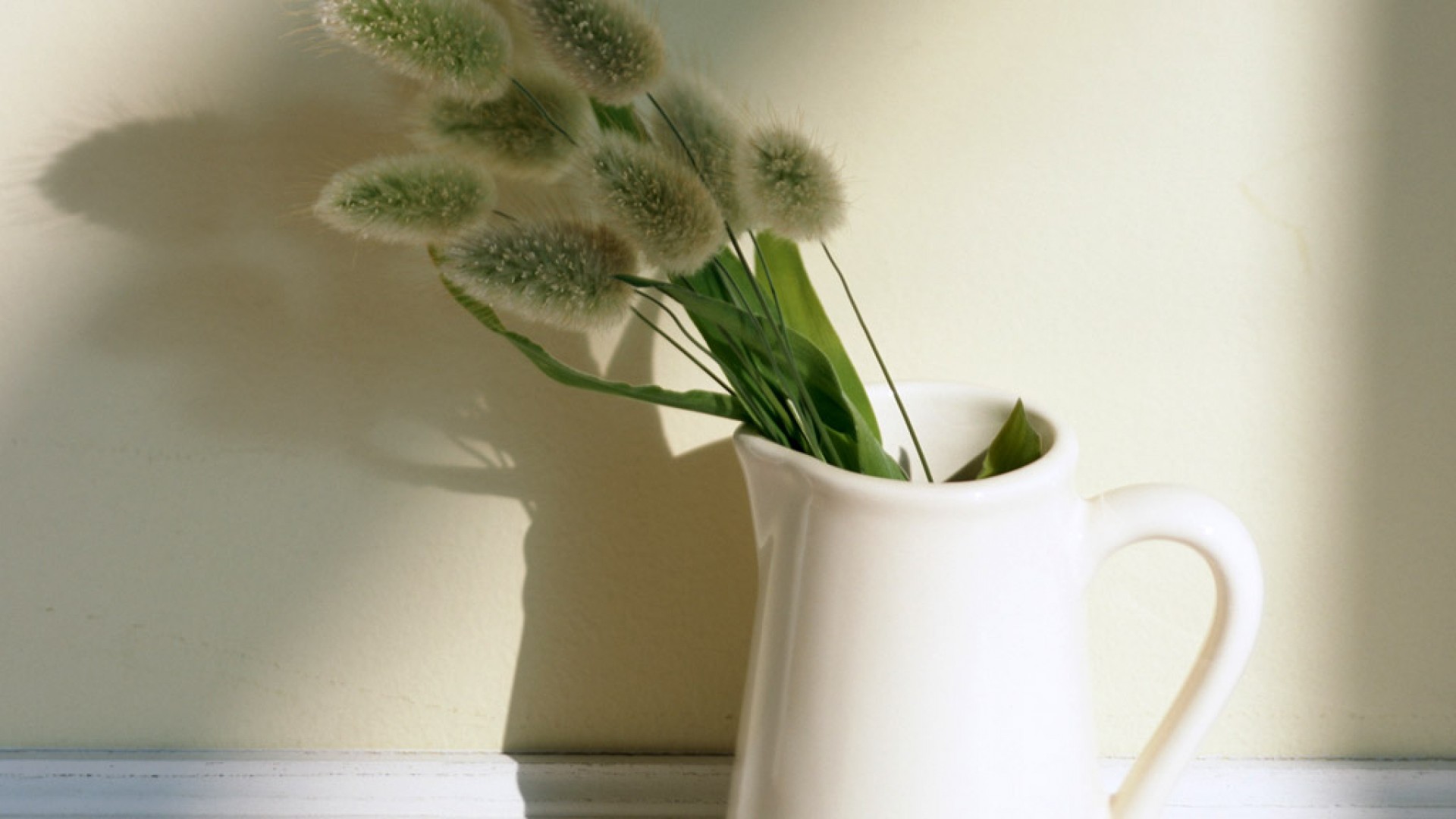 静物写真  简洁  绿色  植物   养眼