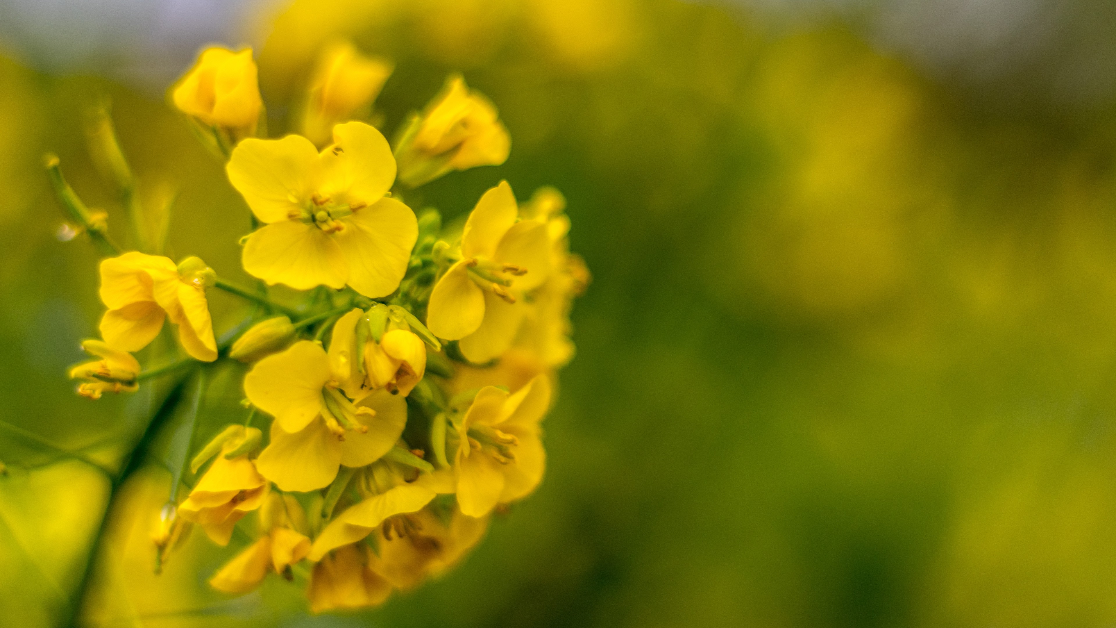 娇艳欲滴 黄色花