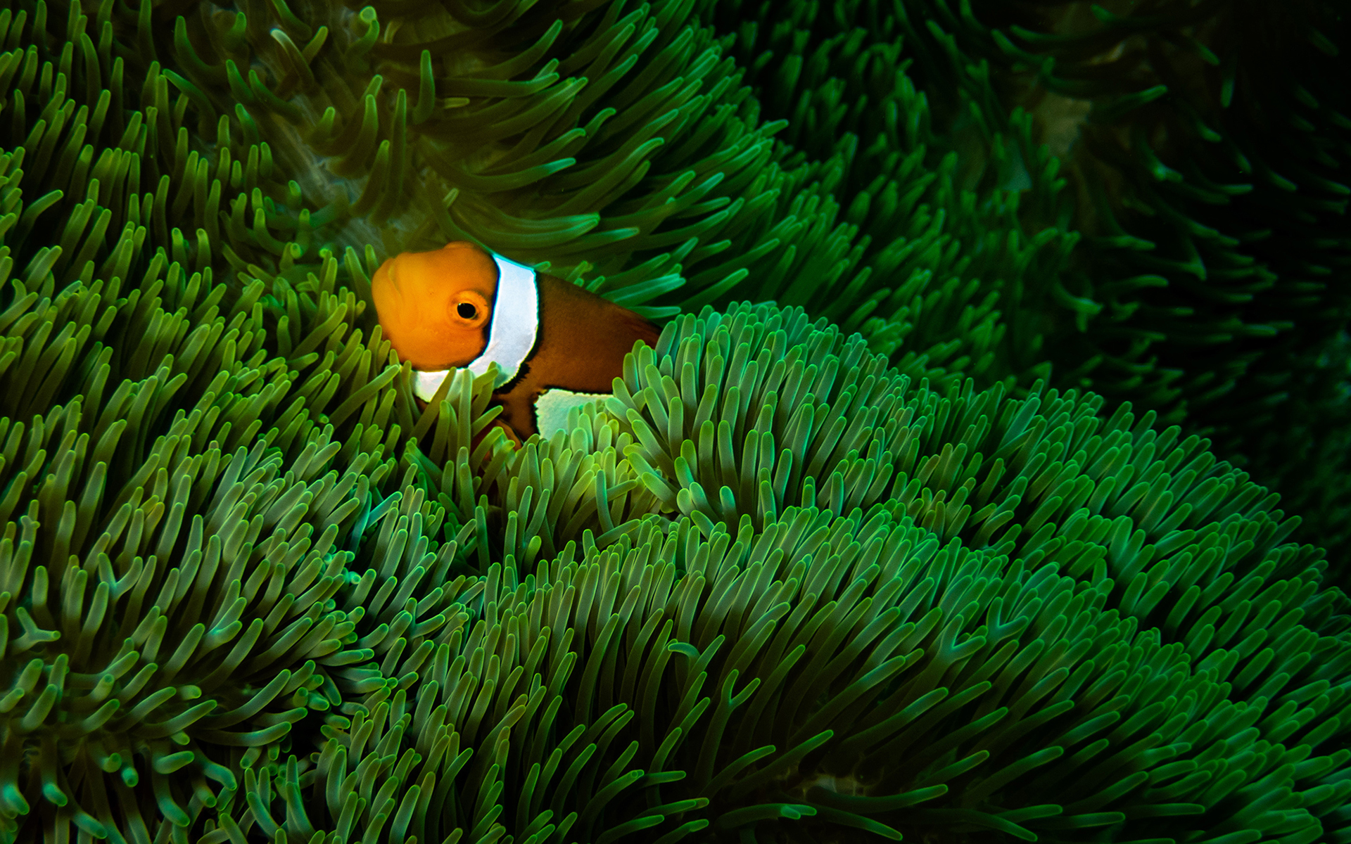 萌宠动物 海底世界 小丑鱼