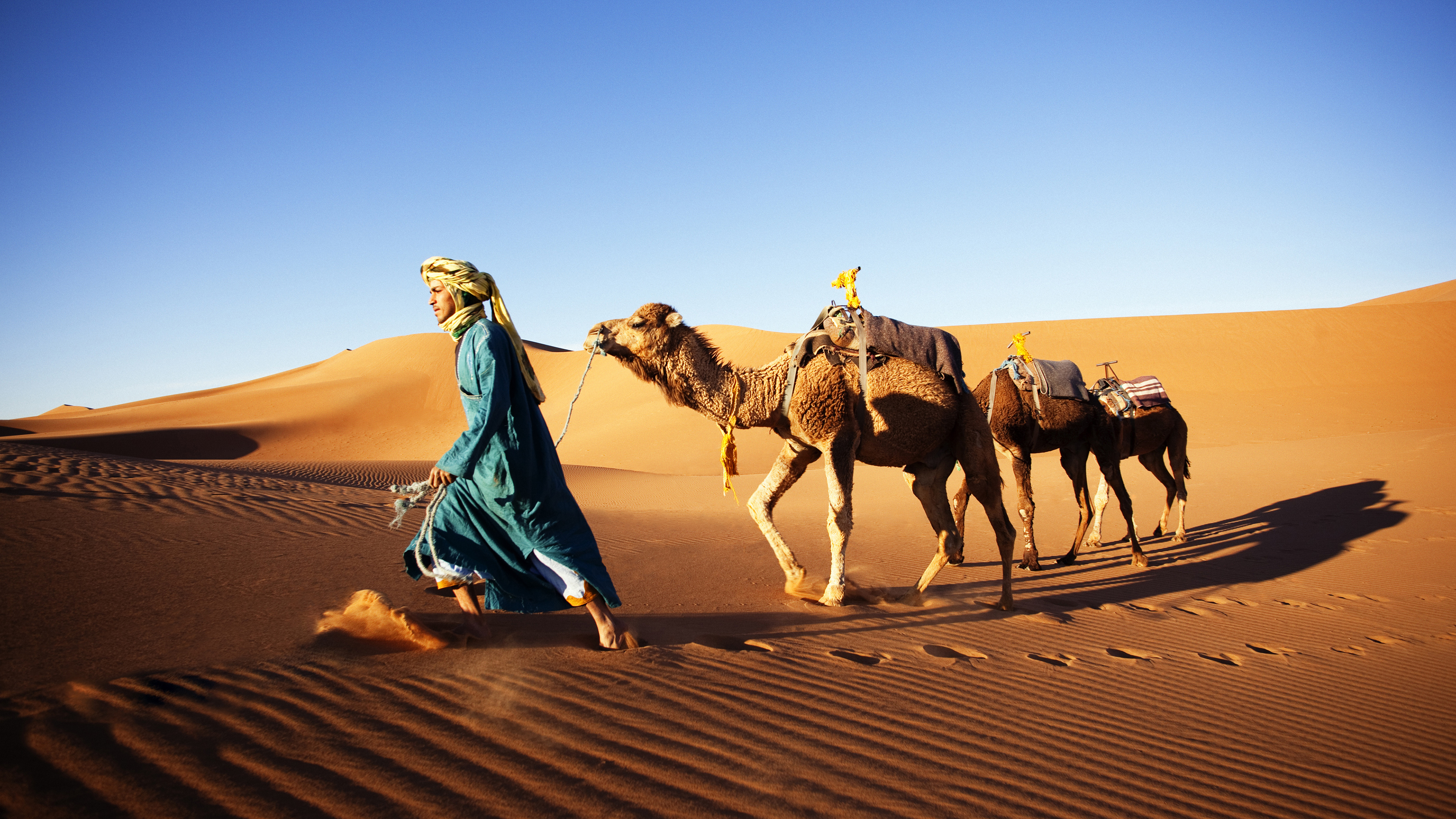 沙漠 骆驼 非洲 炎热