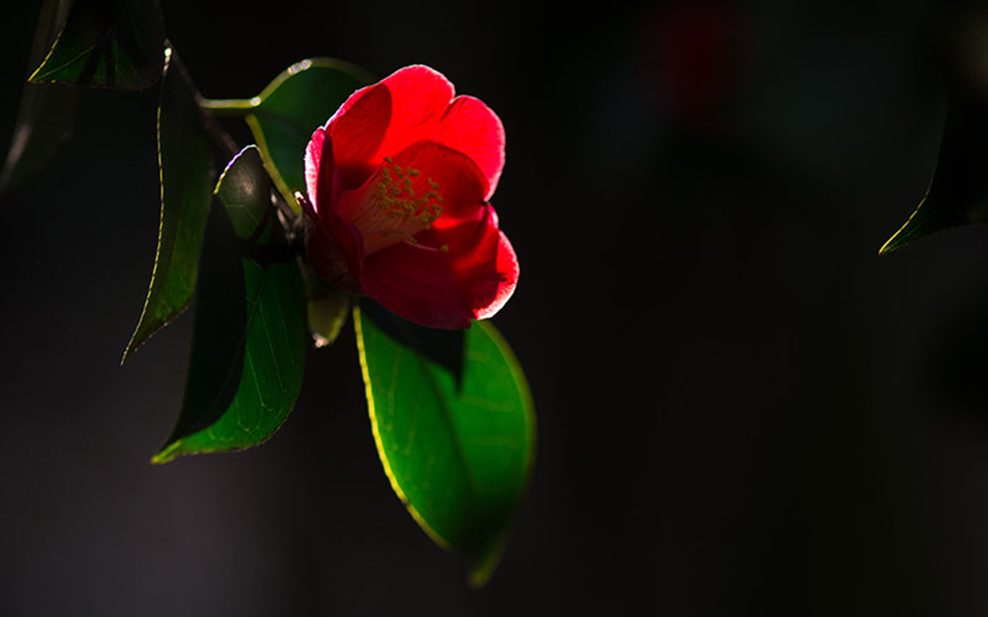 风景 暗黑 黑色