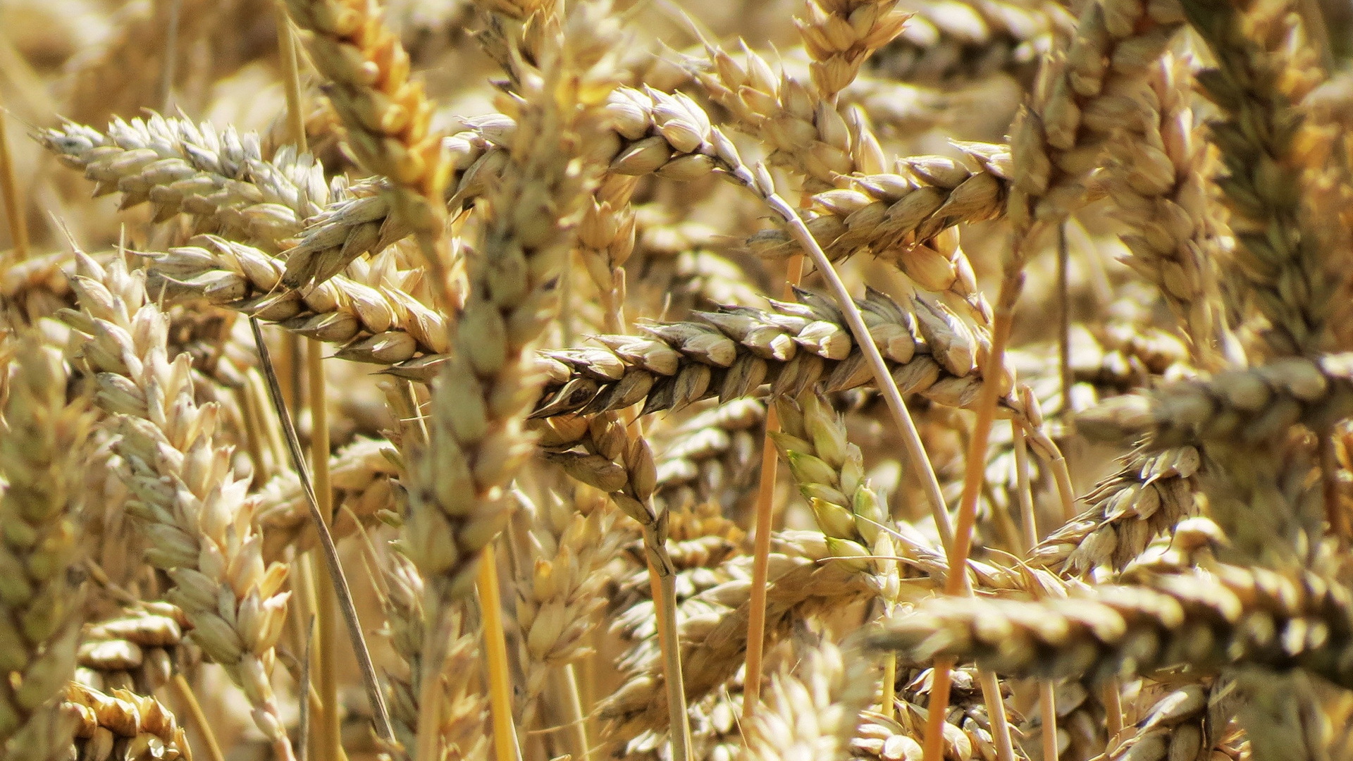 舒缓  麦穗 小清新
