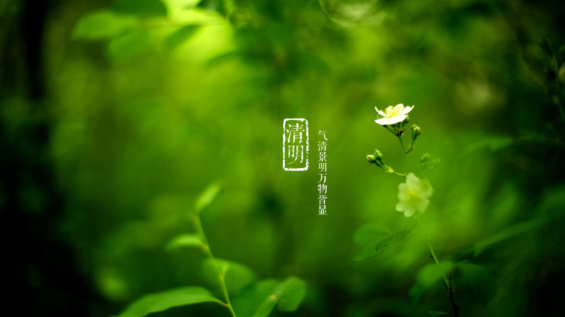 清明节 绿色护眼