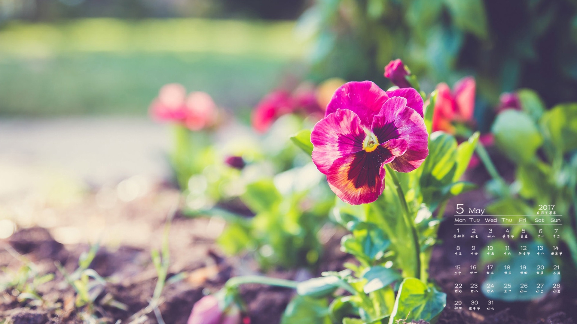 2017年5月 鲜花