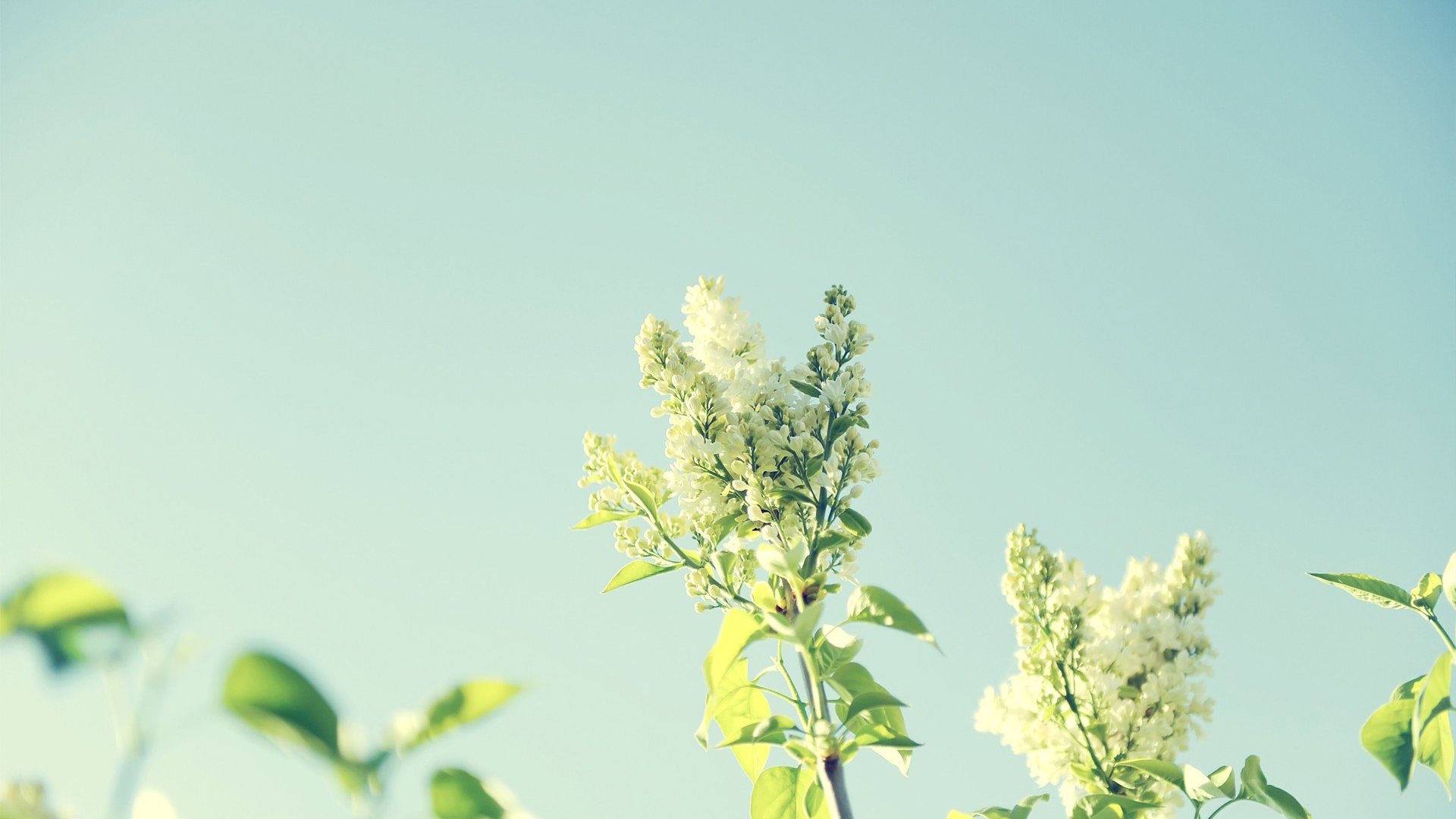 小清新 清新淡雅 花朵 植物