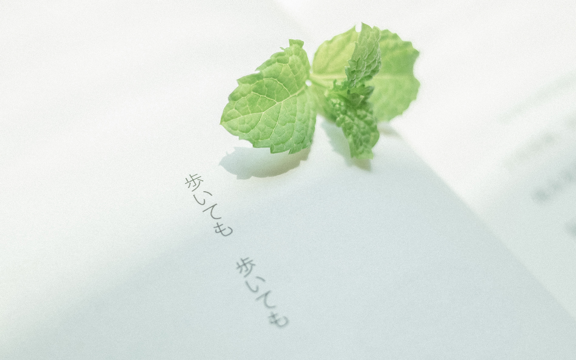 护眼壁纸  植物  绿色树叶