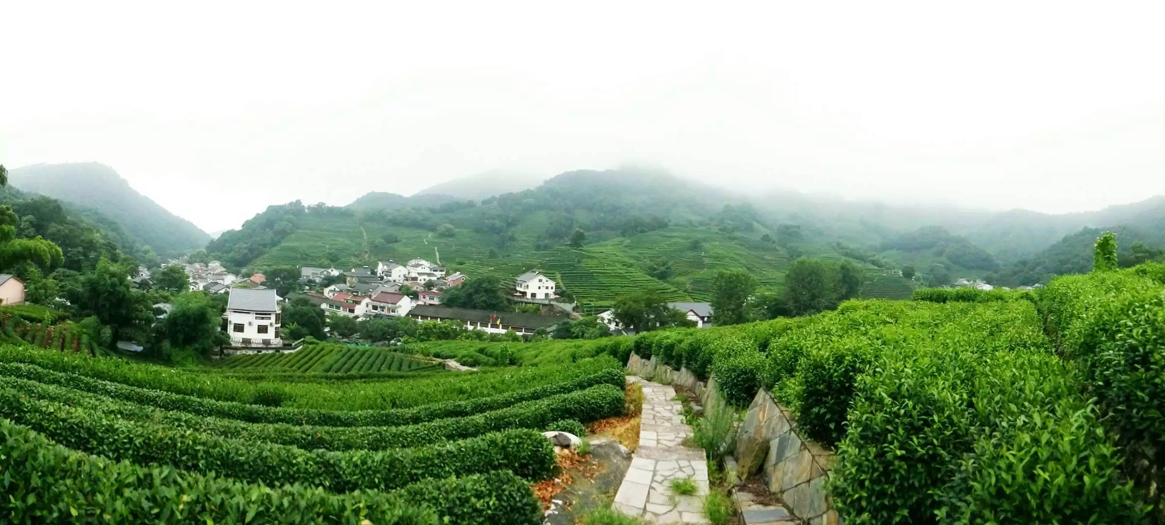 茶园风景