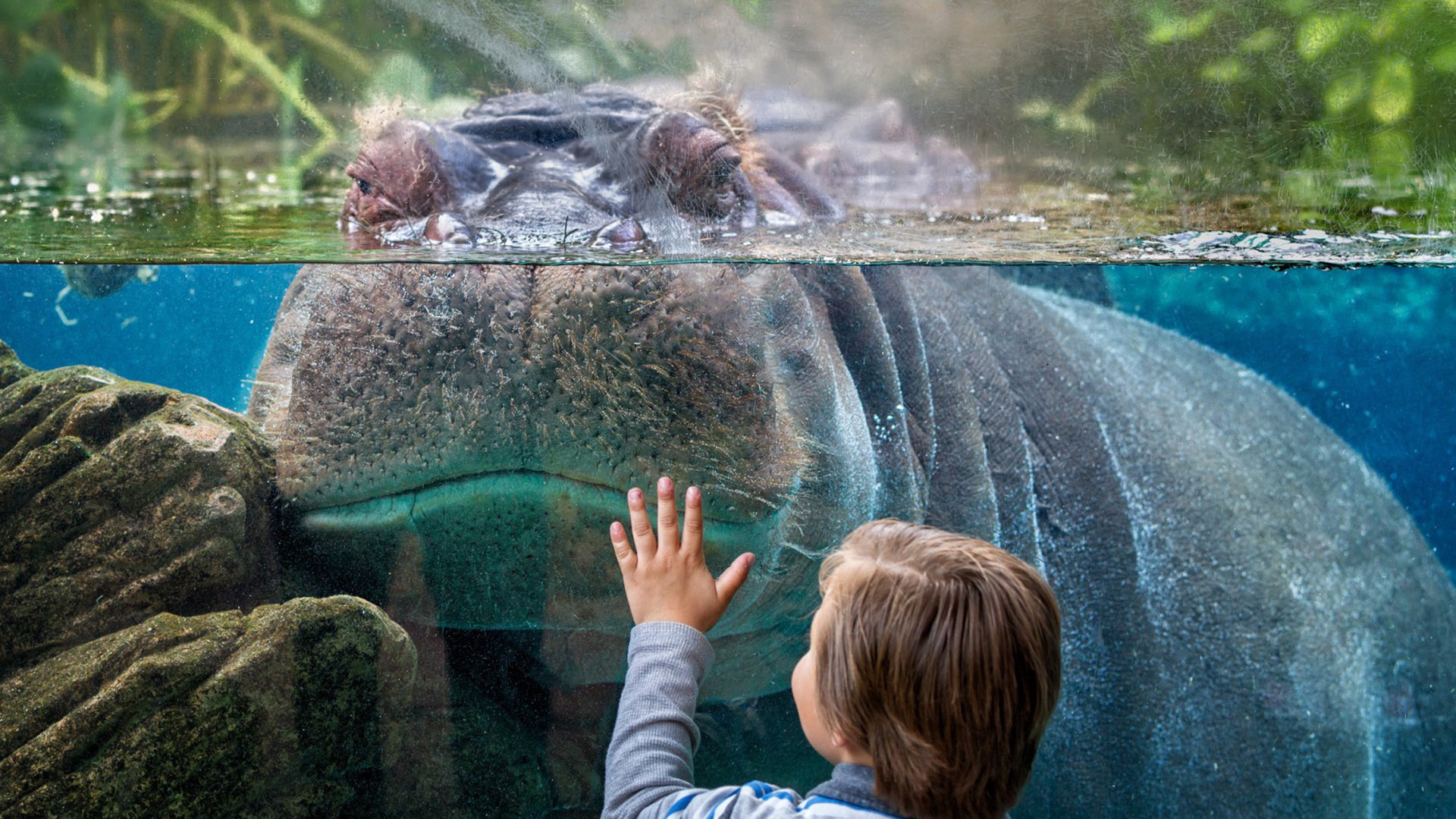 动物 河马 动物园