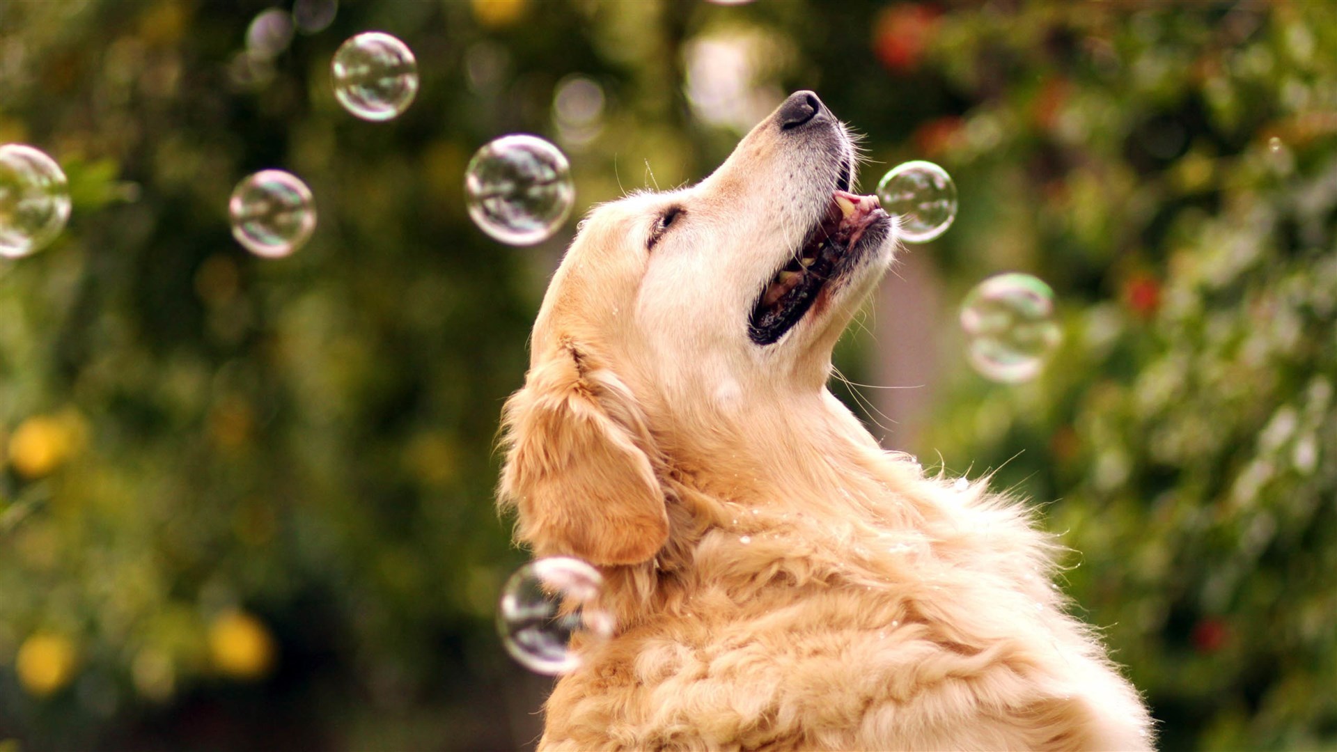 萌宠动物 汪星人 金毛