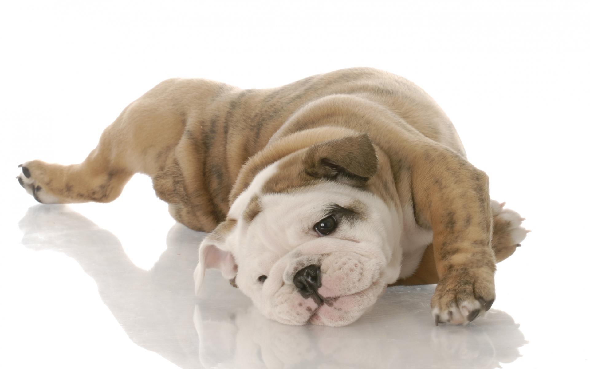 动物 萌宠 狗 汪星人