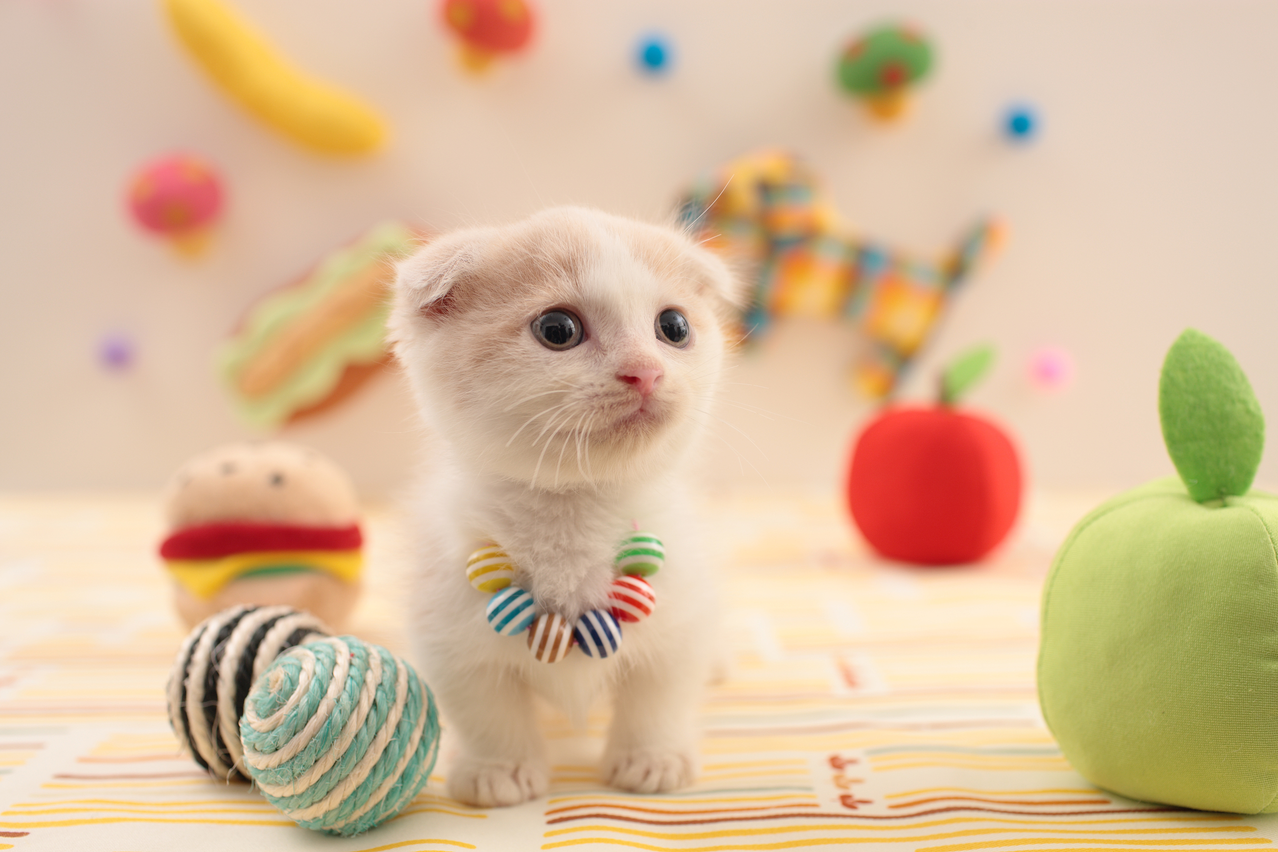 萌宠动物 喵星人