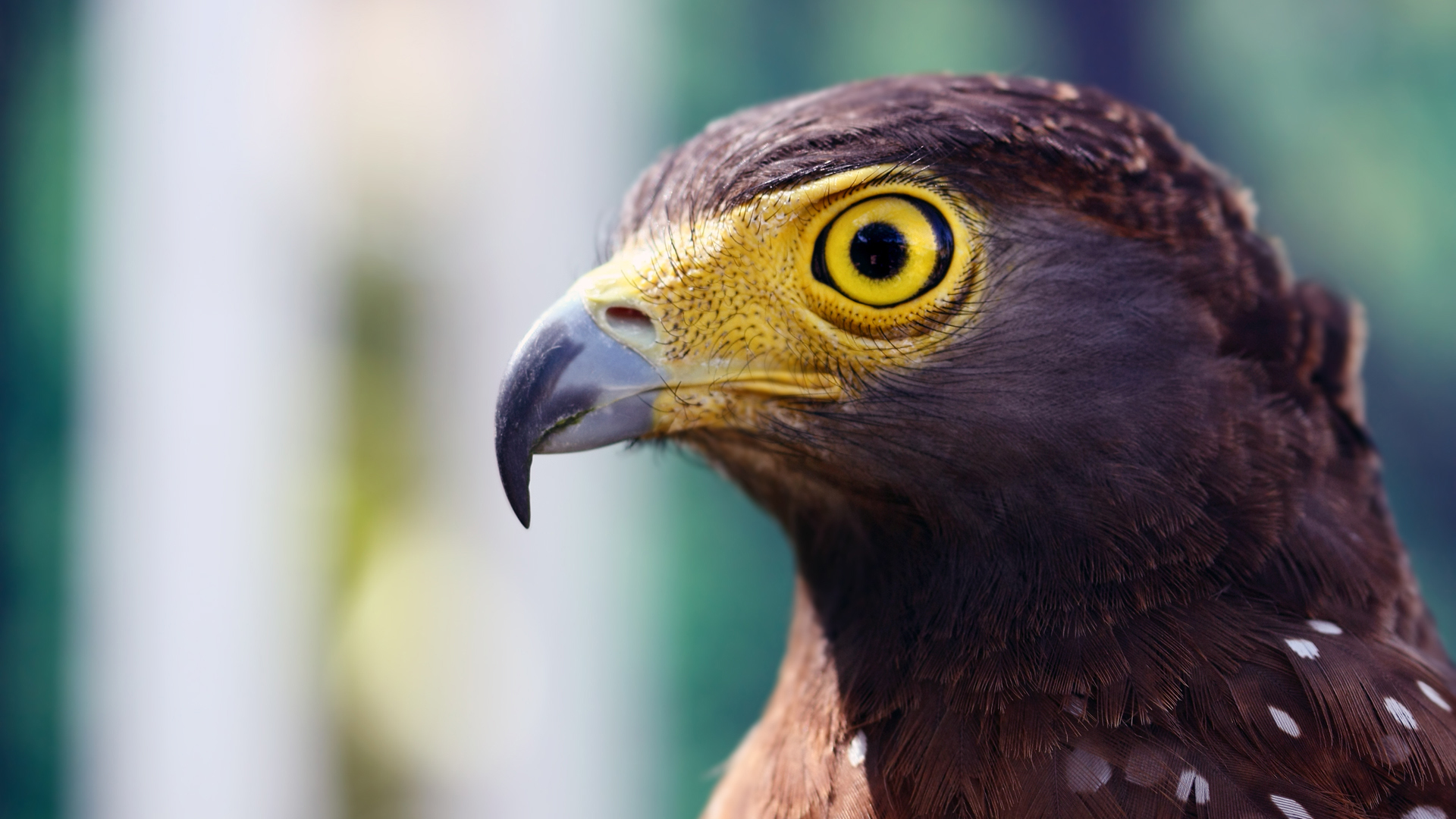 野生动物 老鹰 眼睛