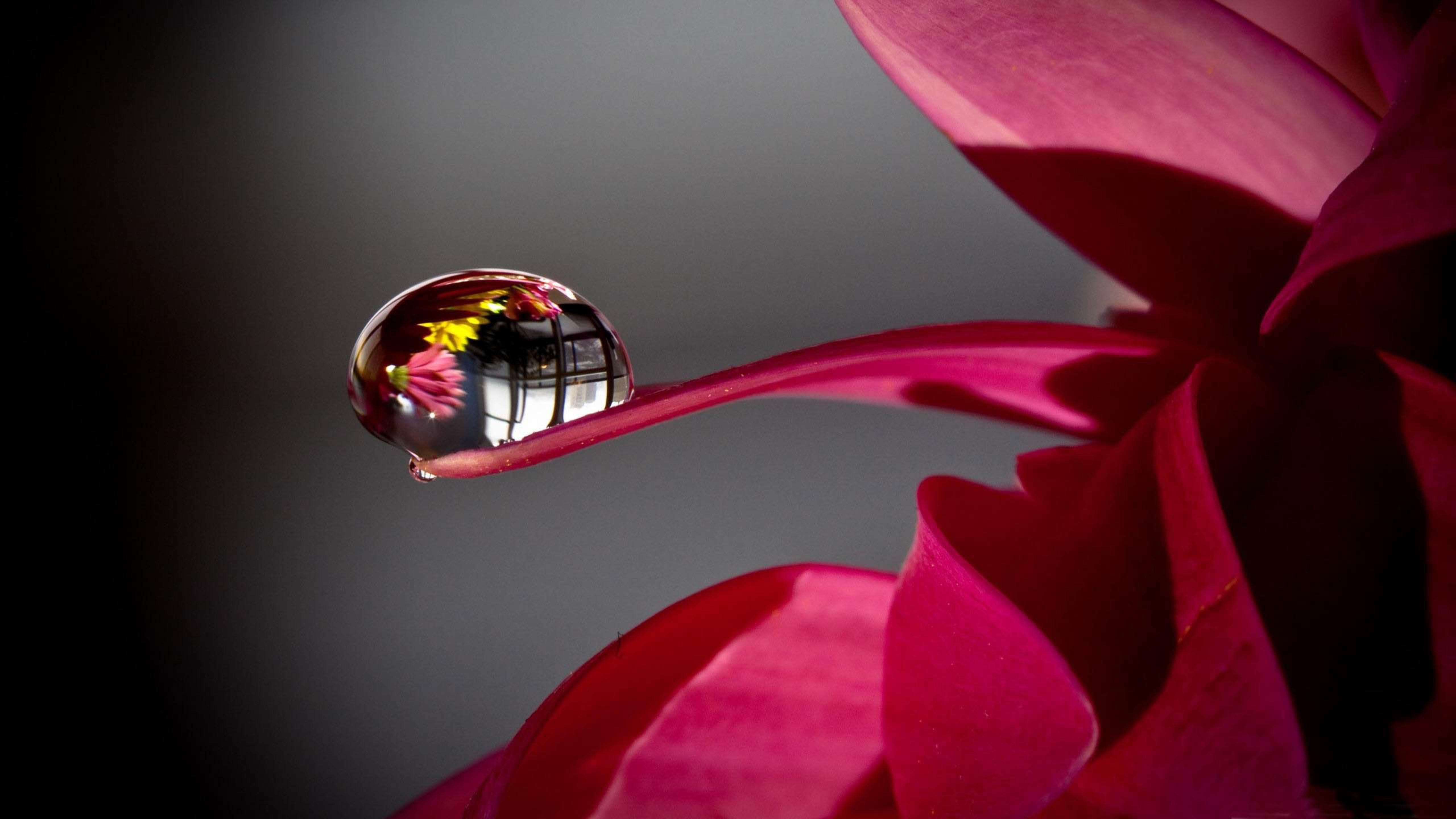 红色叶子 水珠 倒影