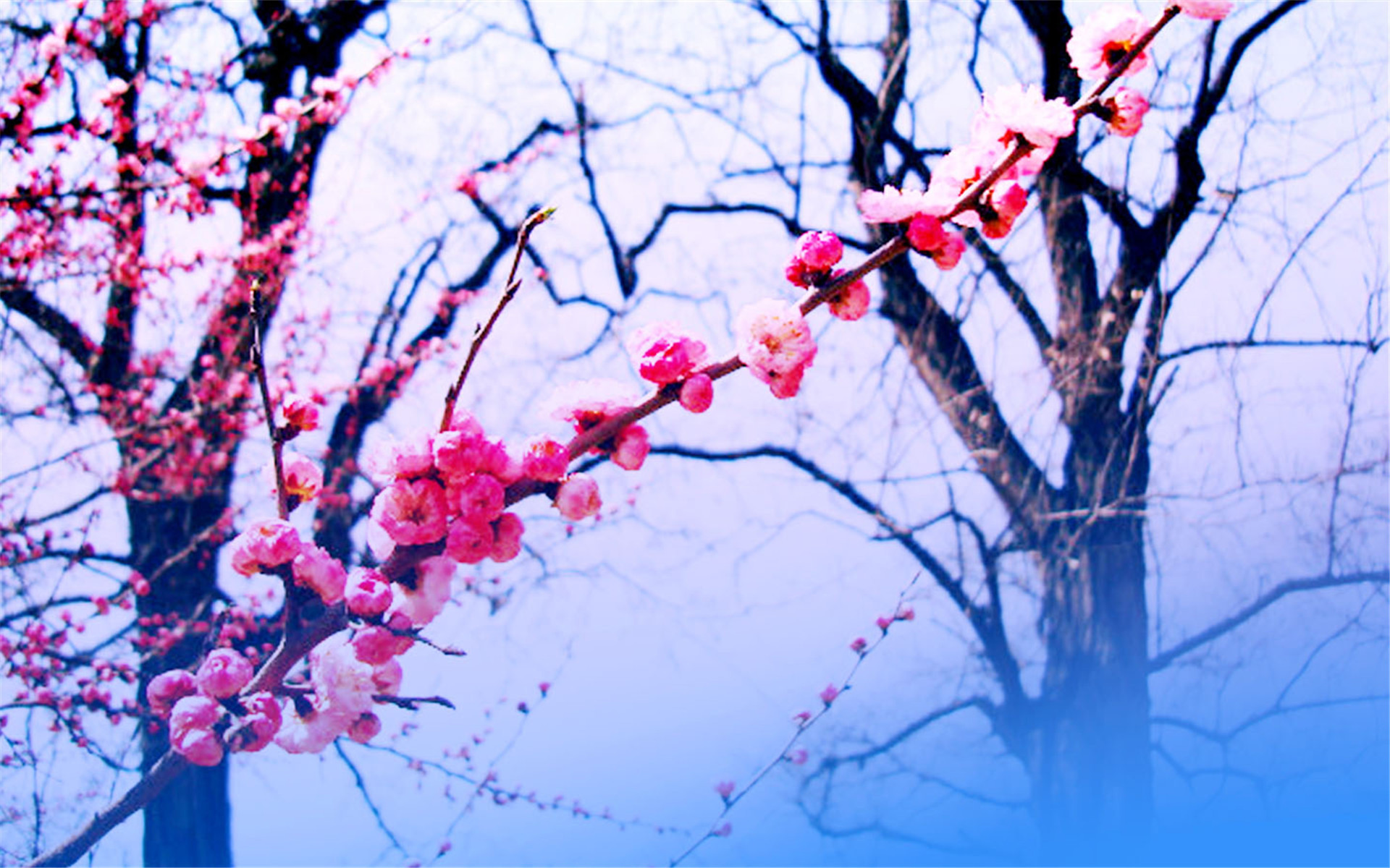 小清新 梅花 娇艳 可爱 宽屏