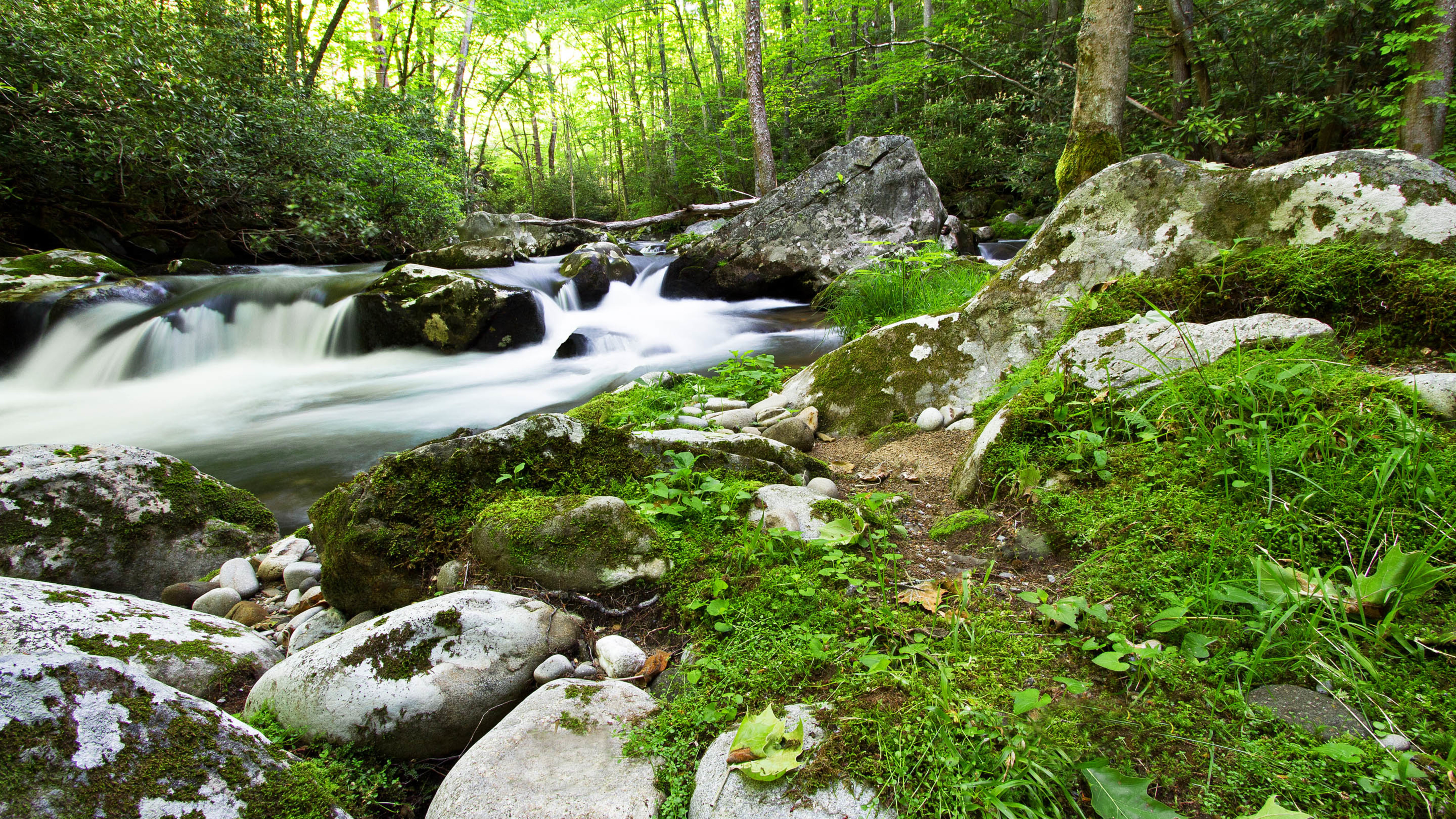 山林 溪流 植被