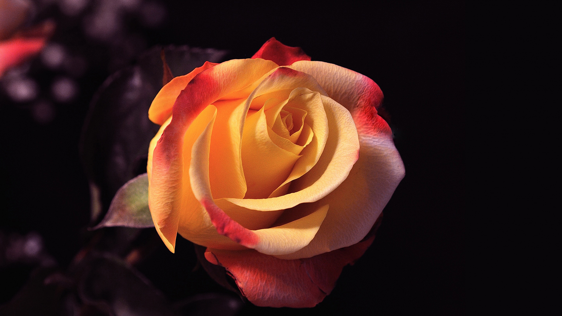 小清新 娇艳欲滴 玫瑰花