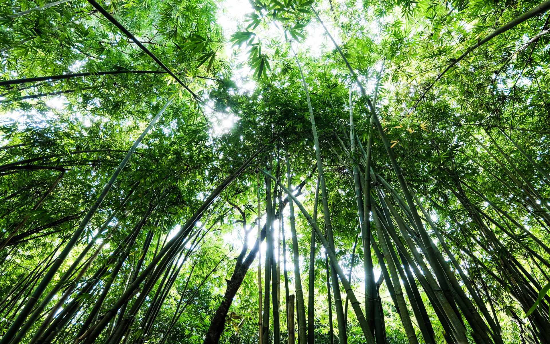 小清新 护眼壁纸 竹林